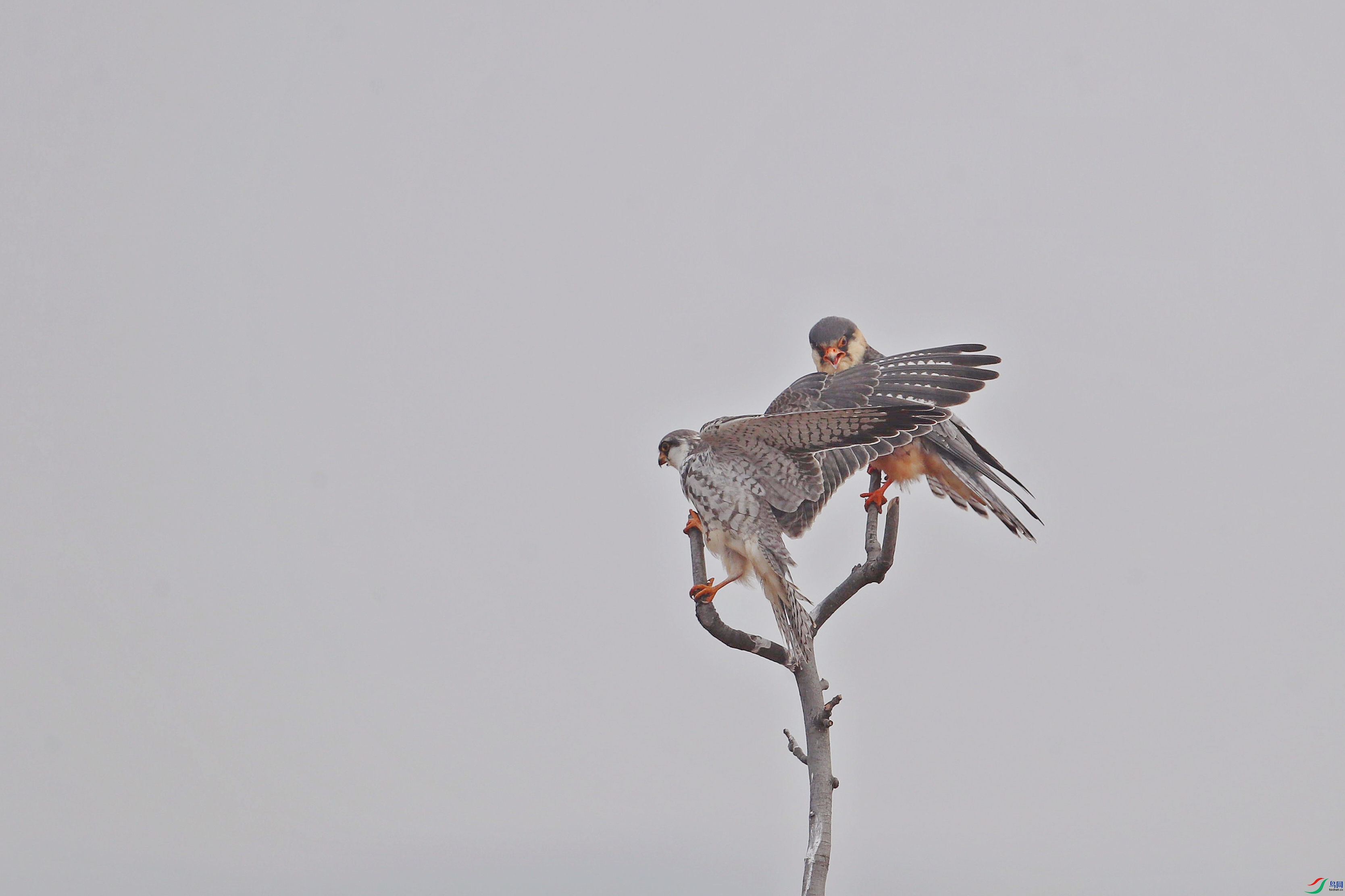 AS8I0446_����.jpg