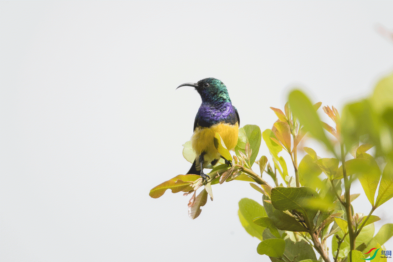 ��ɫ������ Variable Sunbird ����.gif