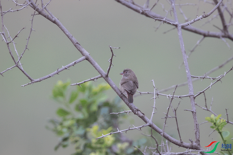 �����ȸ Red-billed Firefinch ����1.gif