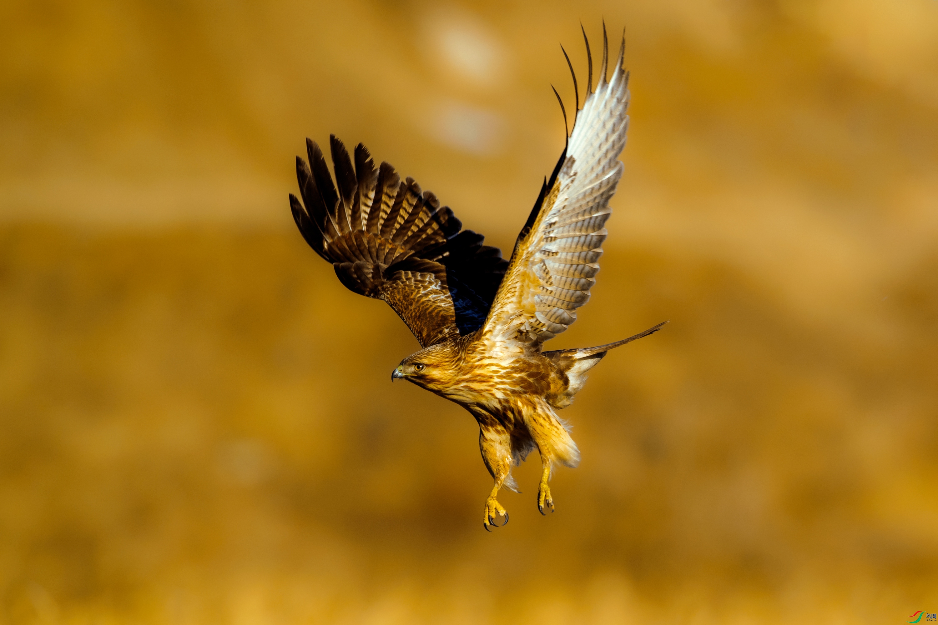 DSC_8222x.jpg