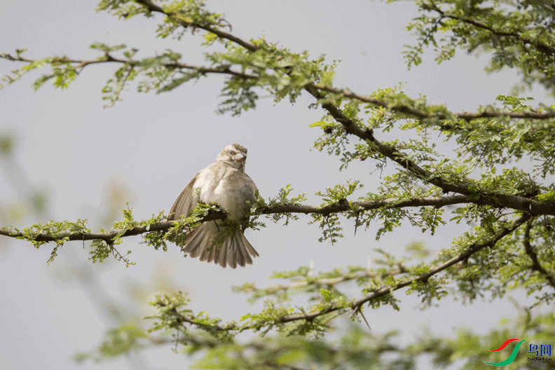 ��������ȸ Kenya Sparrow ����.gif
