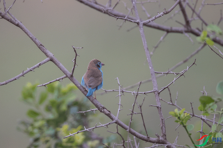 �������ȸ Red-cheeked Cordon-bleu ����.gif