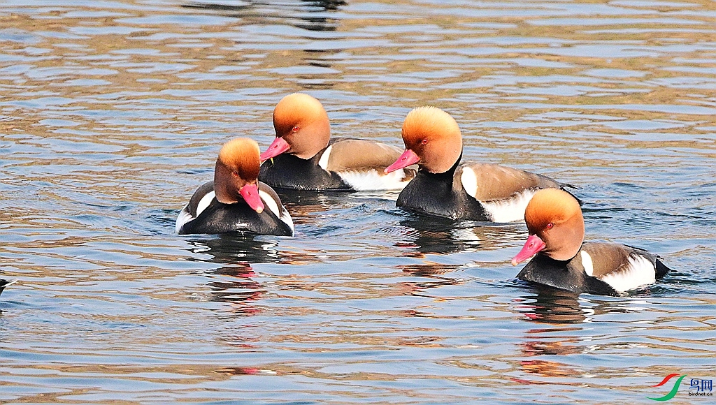 DSC_0958.JPG