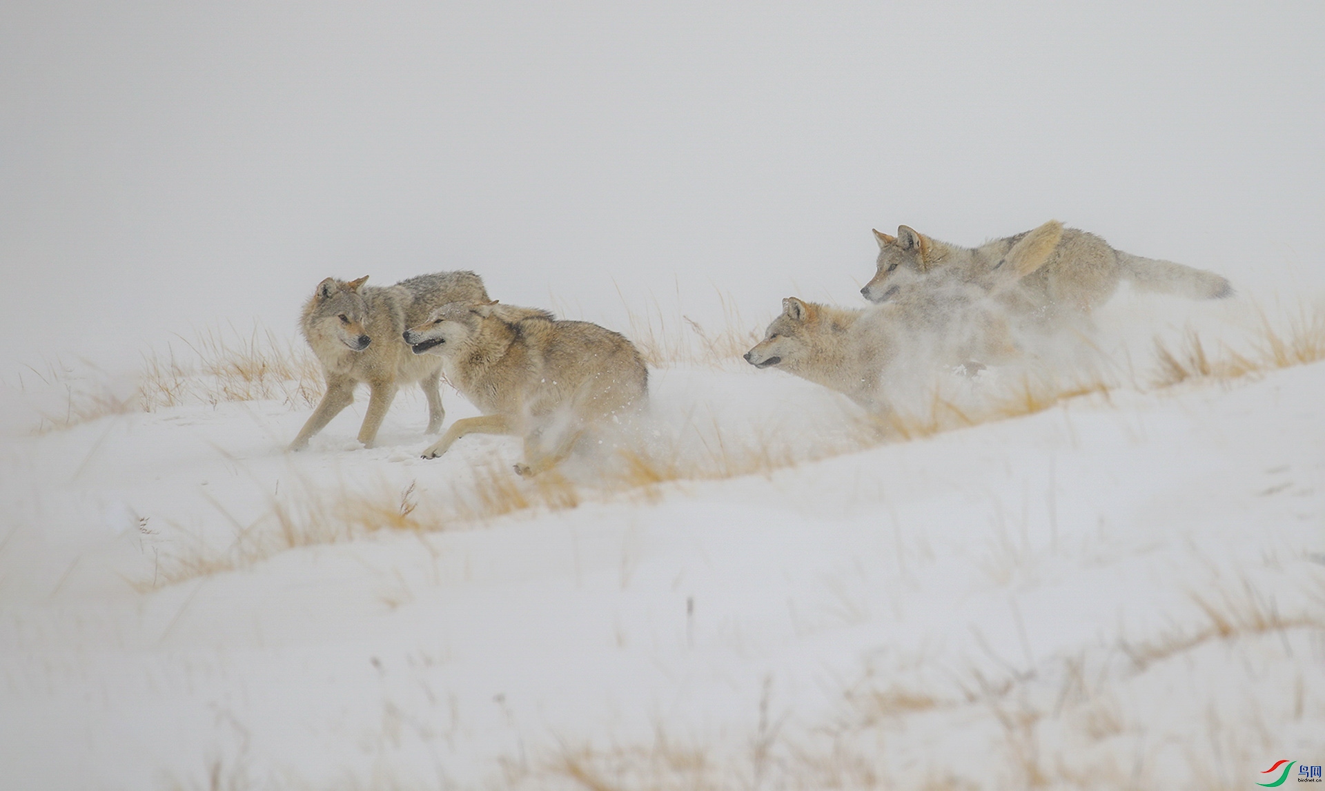 3S5A8070  ��ѩҰ��Ϸ���ɸ������꣩.jpg