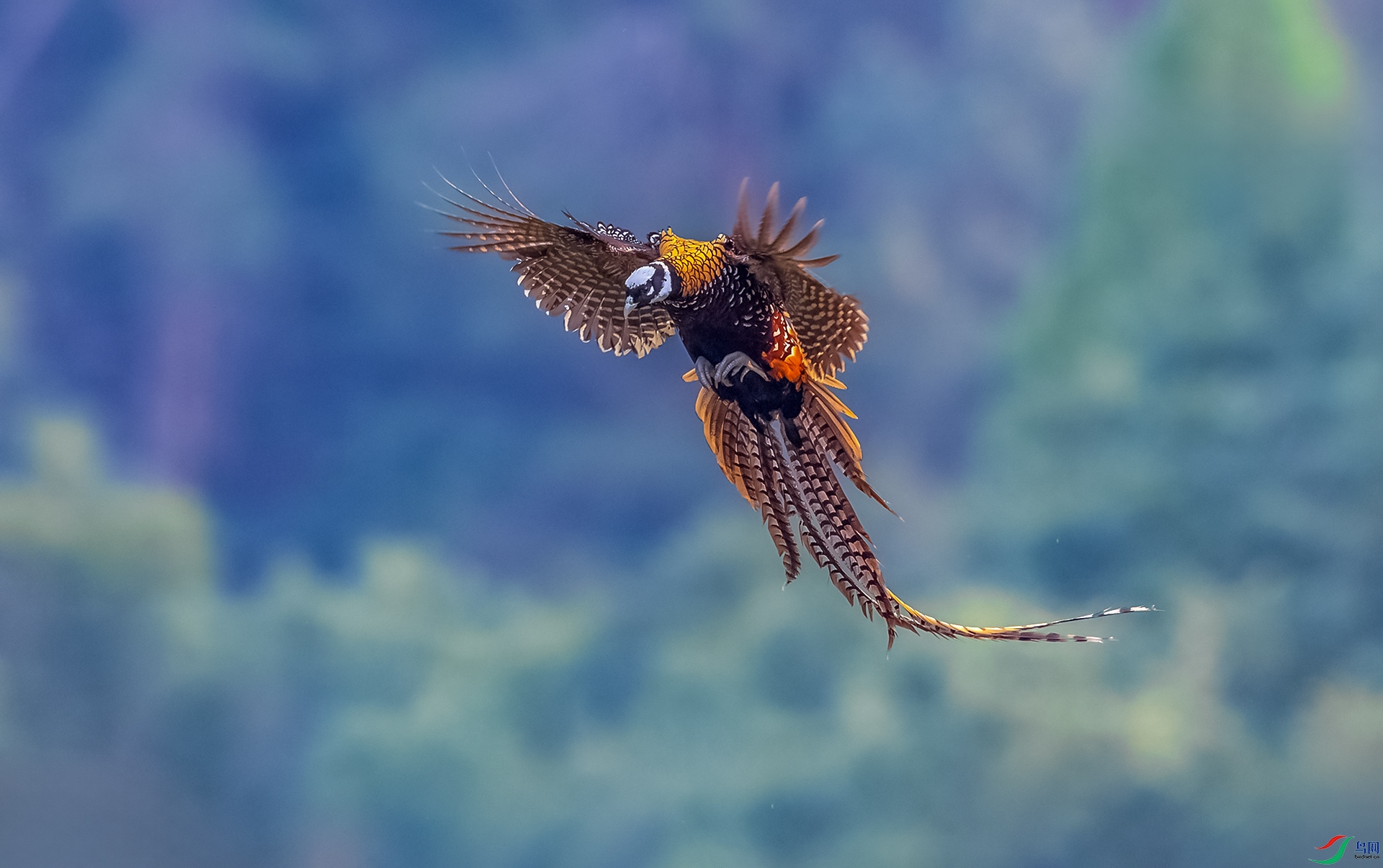 0E8A2267  ��Ծ.jpg