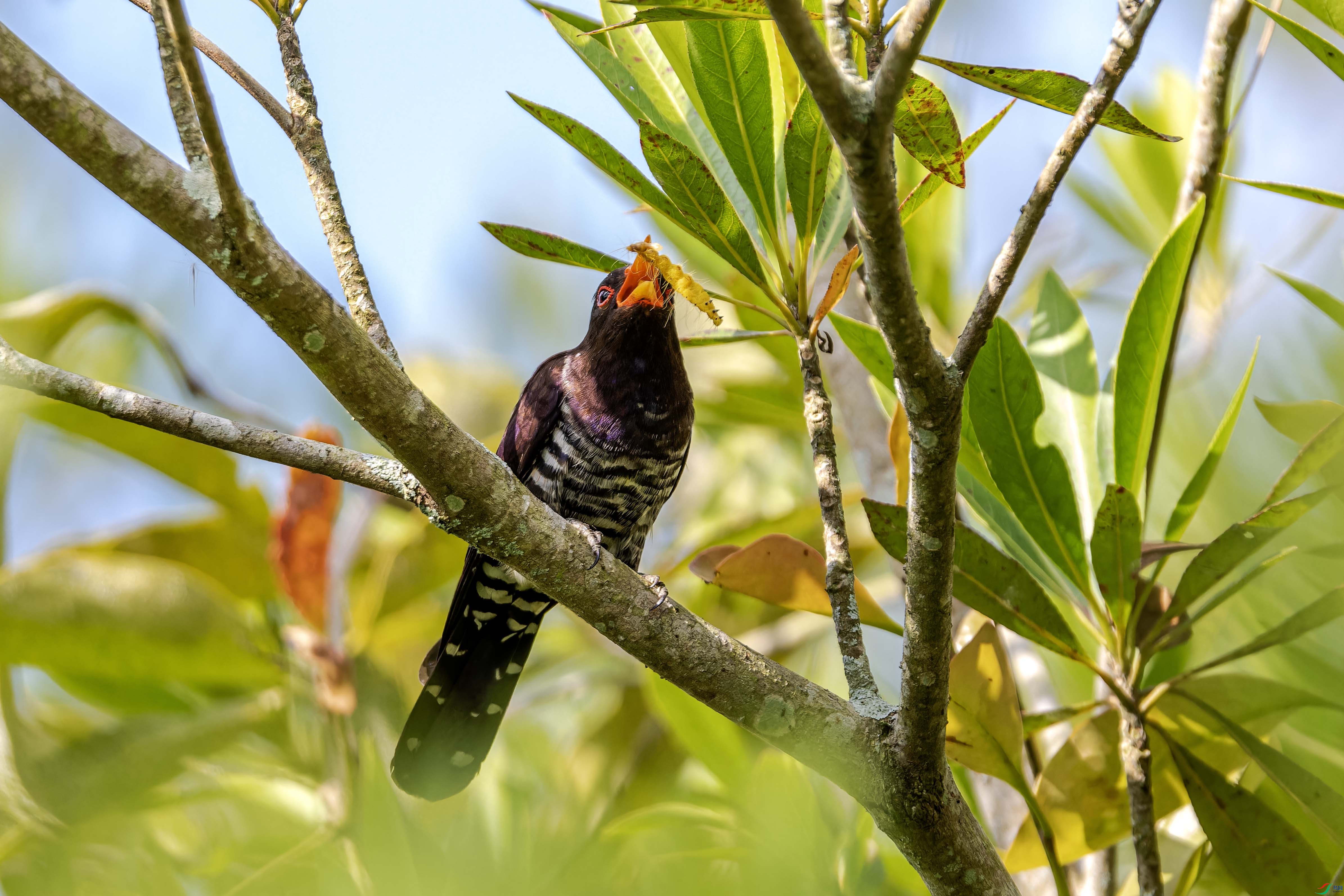 DSC_3867-NEF_DxO_DeepPRIMEXD ����.jpg