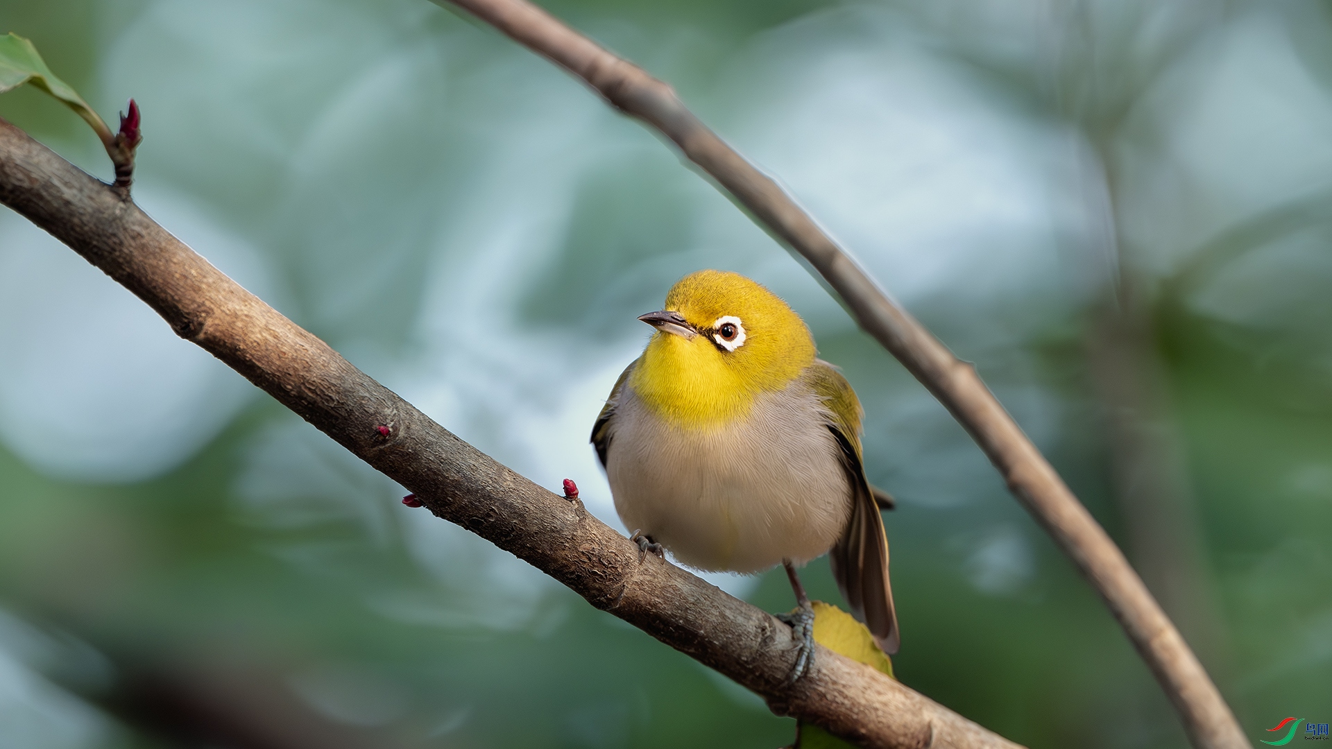 DSC_8252-����ǿ-NR ����.jpg