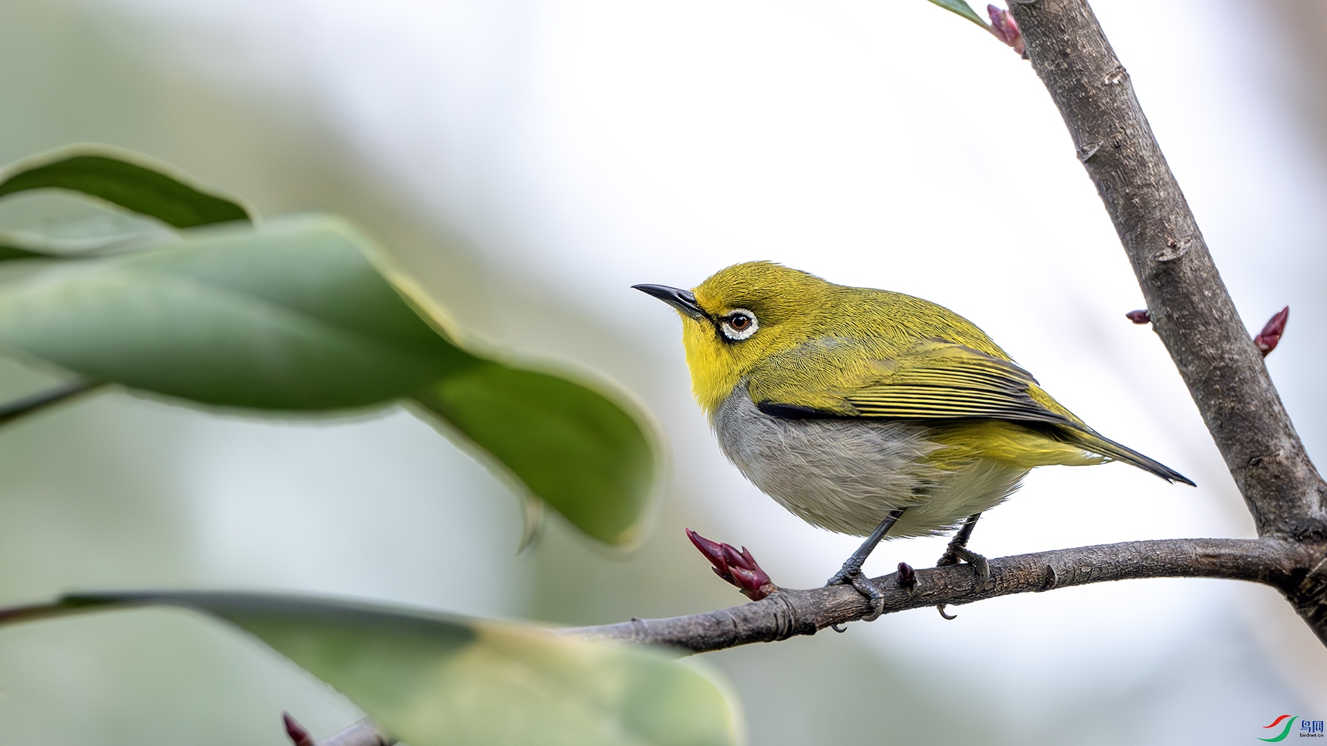 DSC_8258-����ǿ-NR ����.jpg