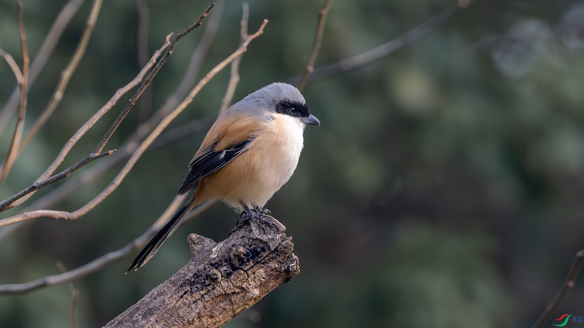 DSC_8261-����ǿ-NR ����.jpg