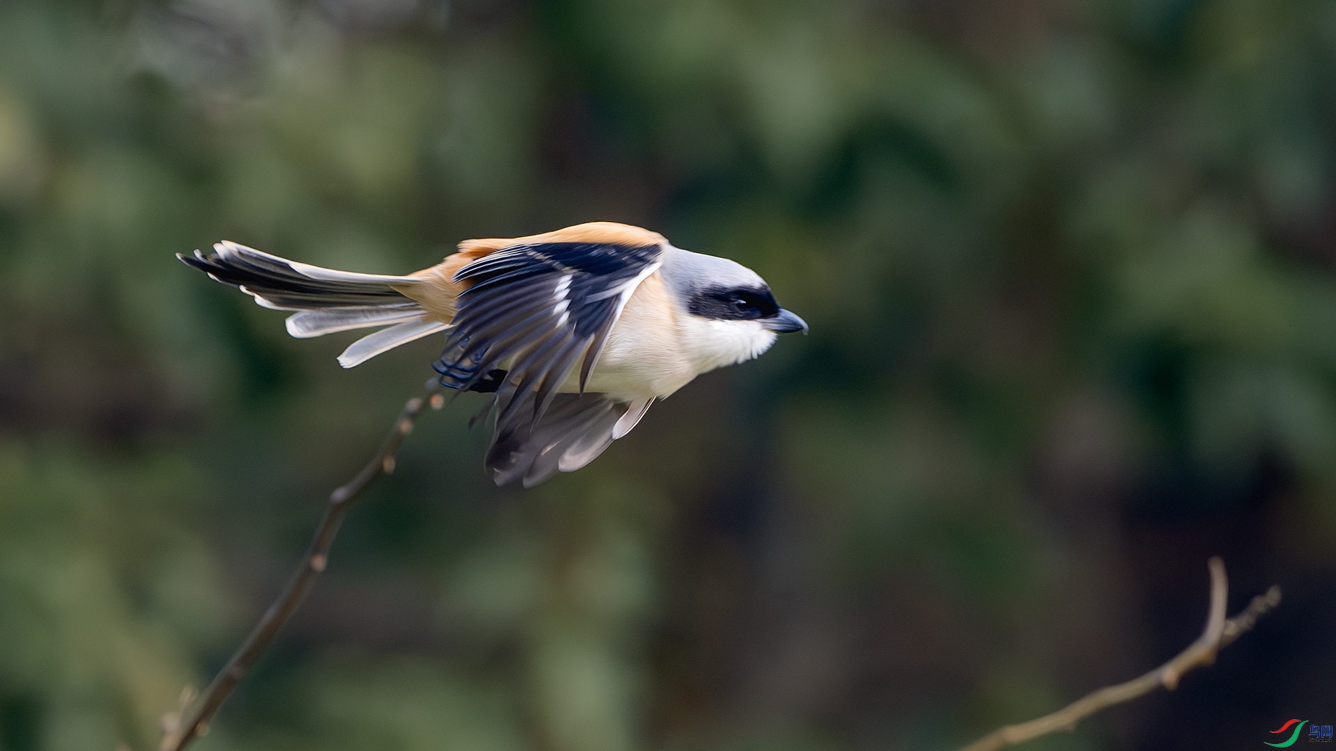 DSC_8262-����ǿ-NR ����.jpg