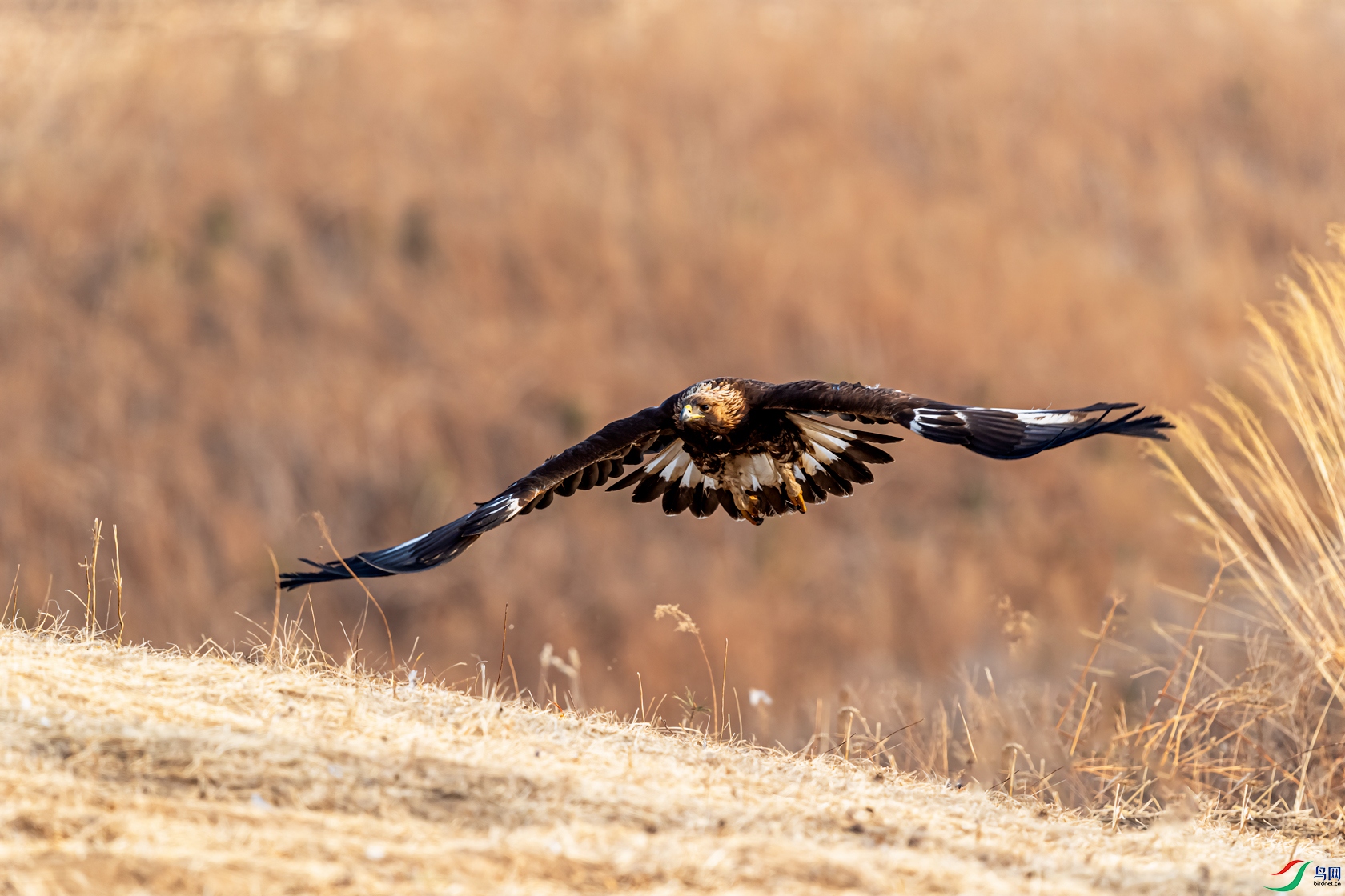 DSC_4371-1.jpg
