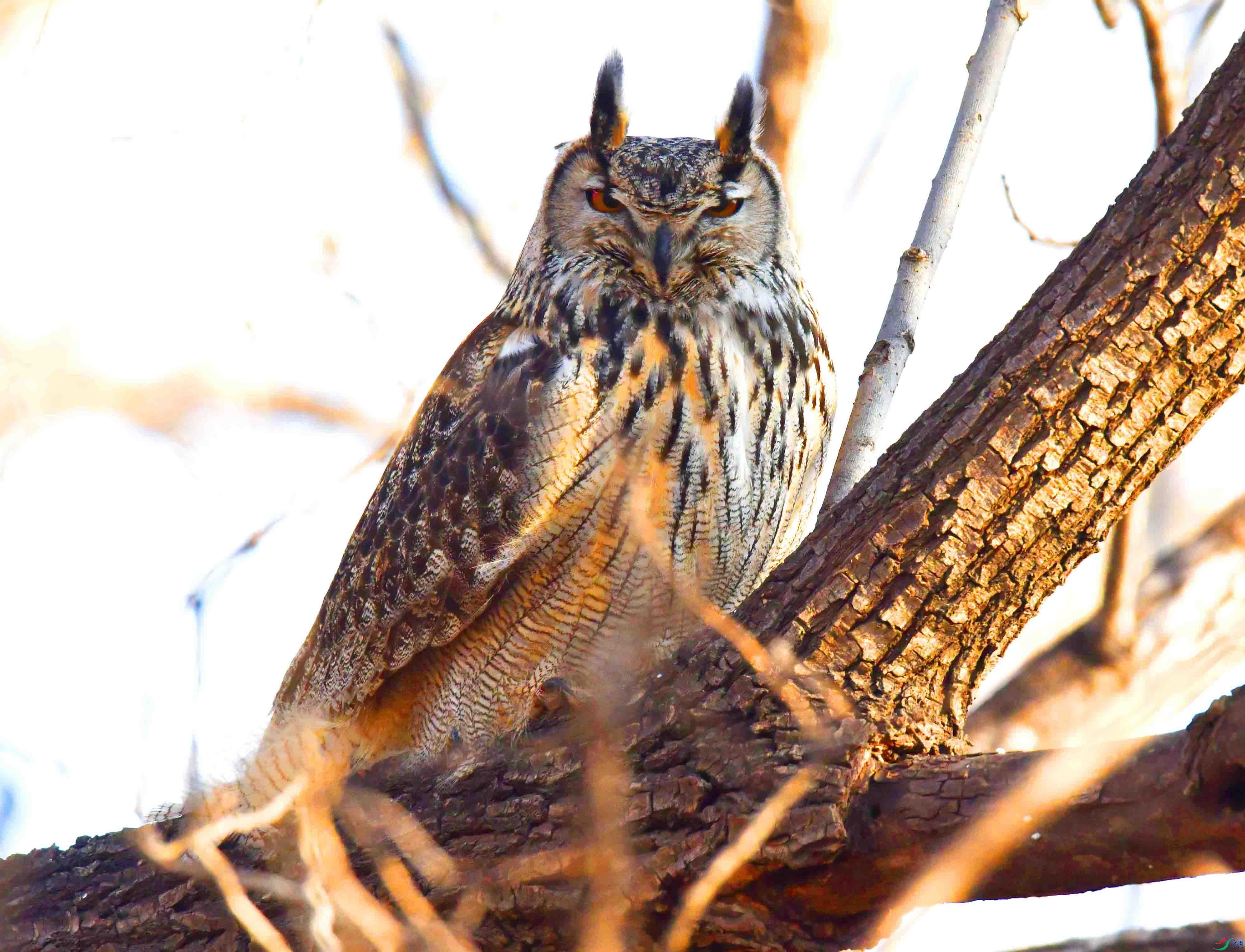 DSC_5575.JPG