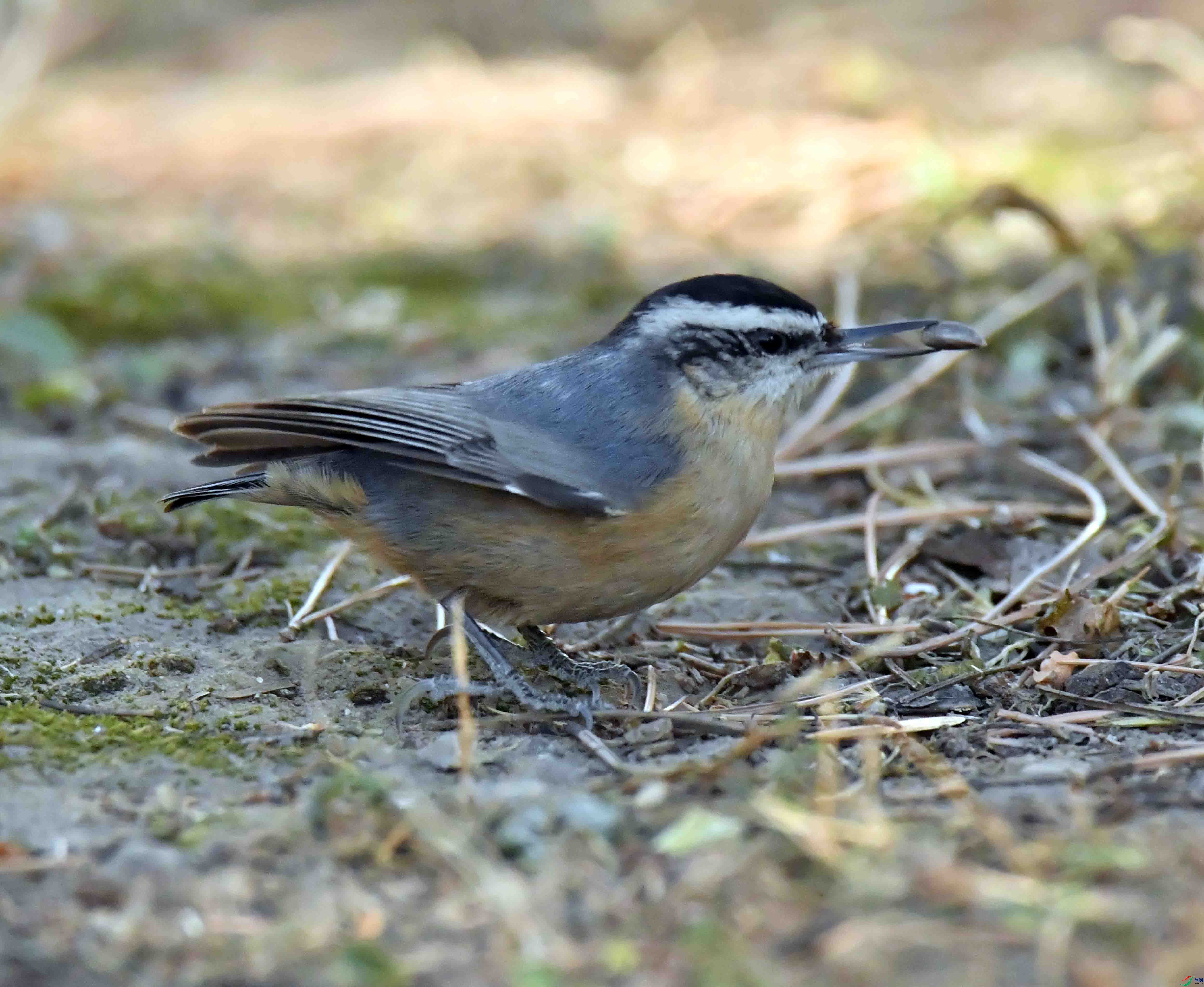 DSC_7286.JPG