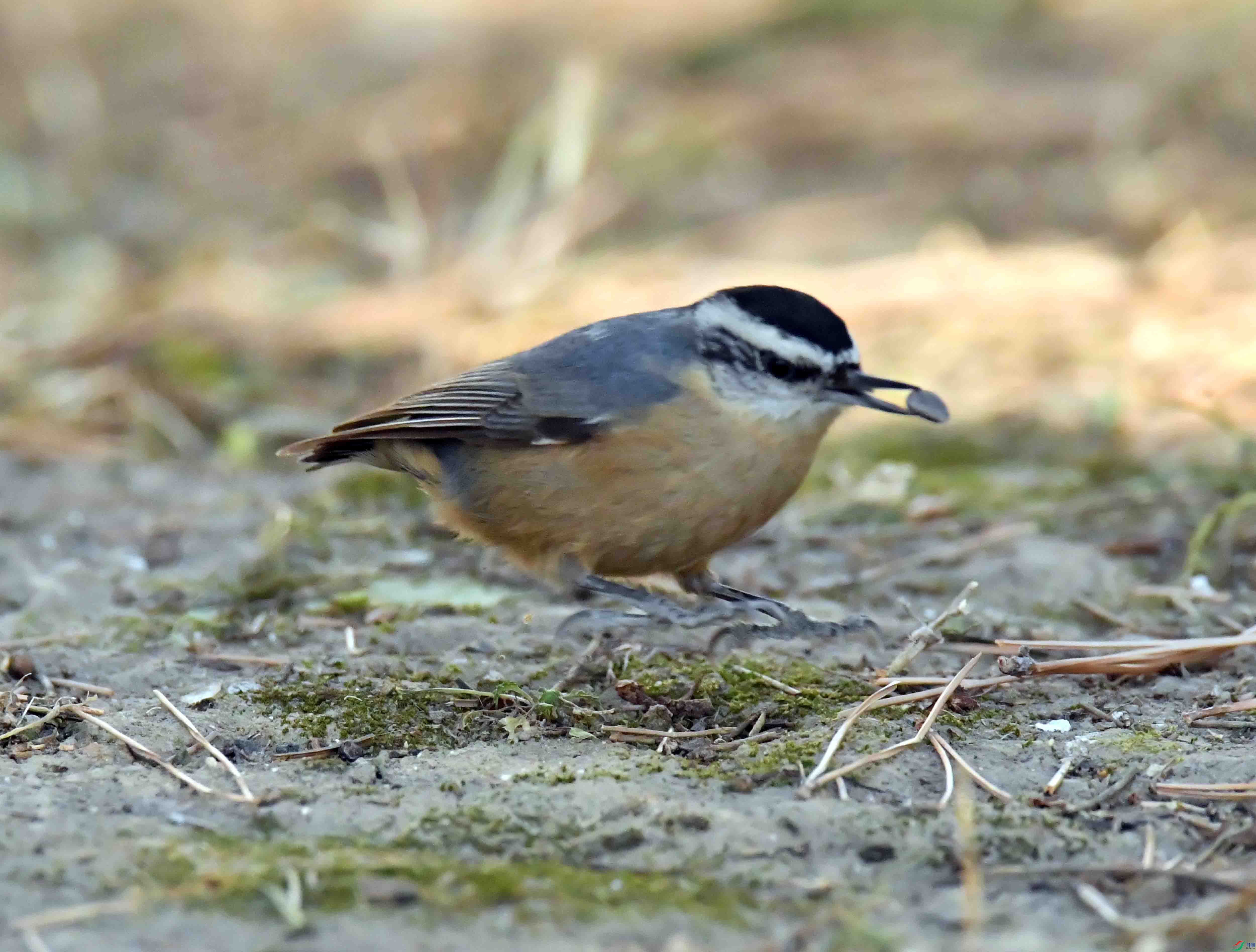 DSC_7284.JPG