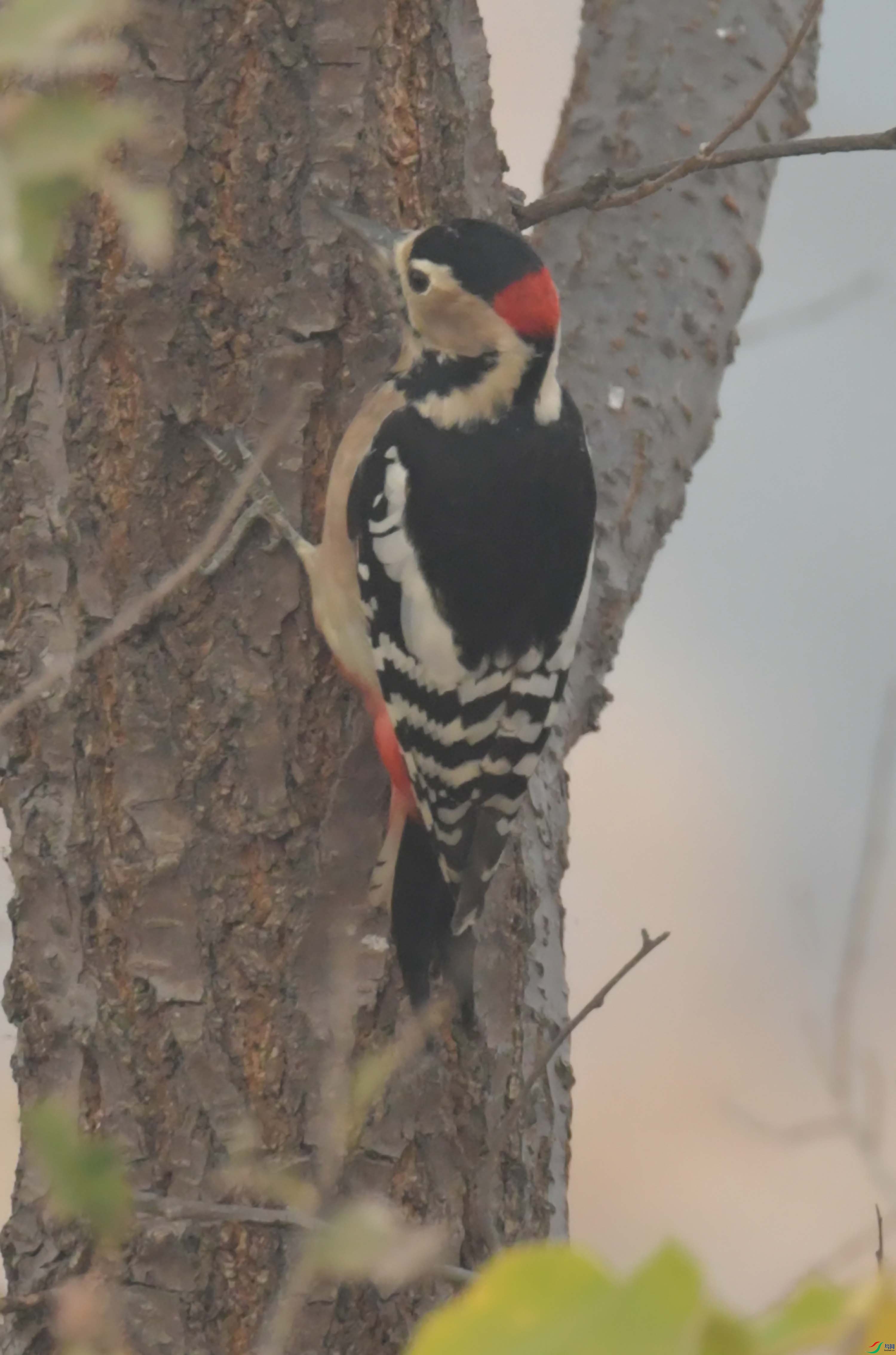 DSC_3747.JPG
