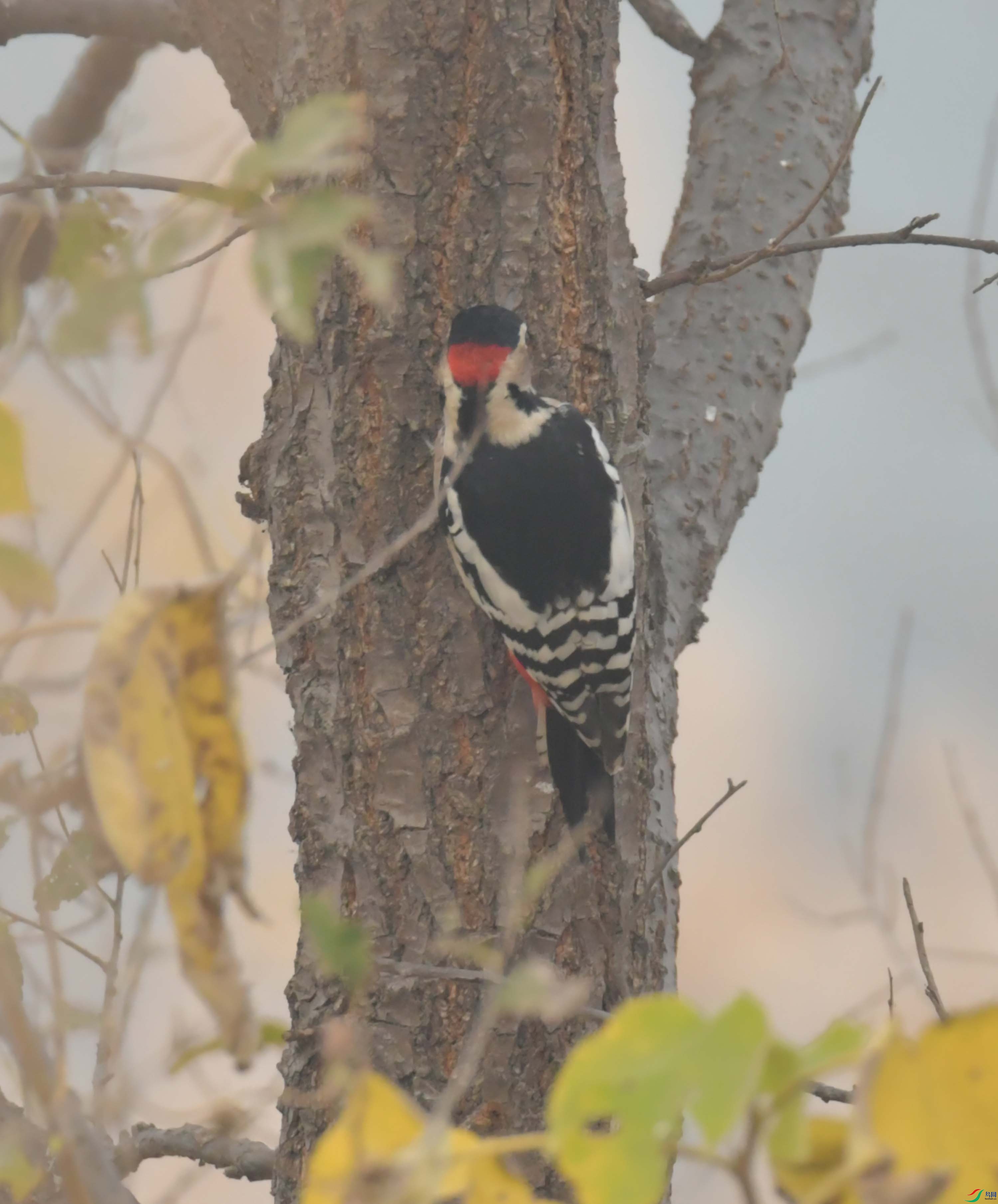DSC_3750.JPG