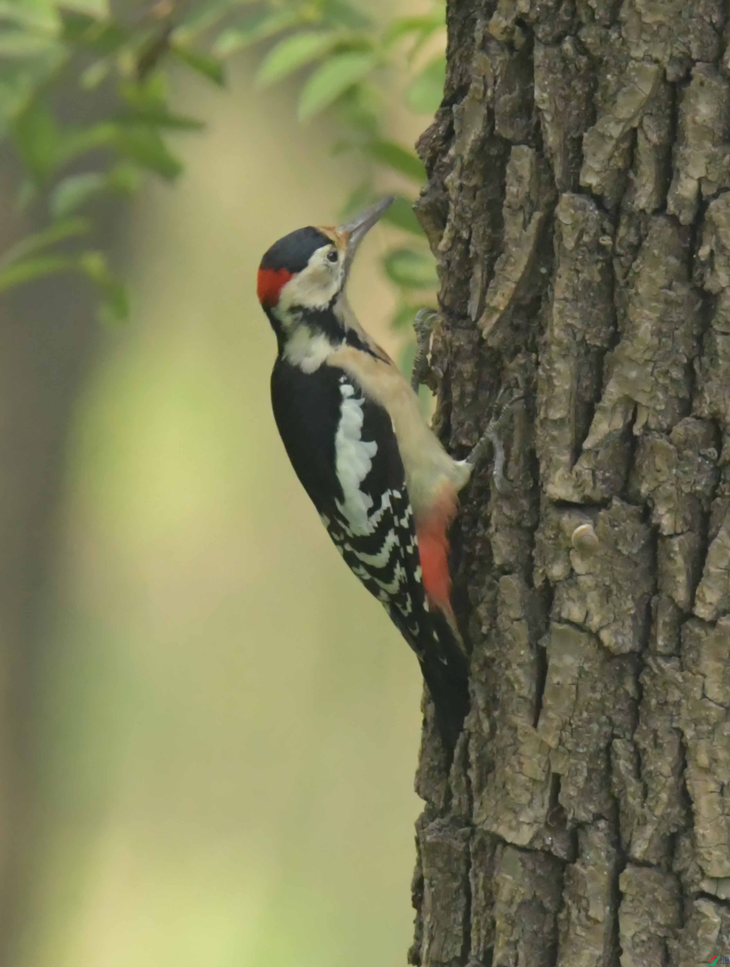 DSC_6474.JPG