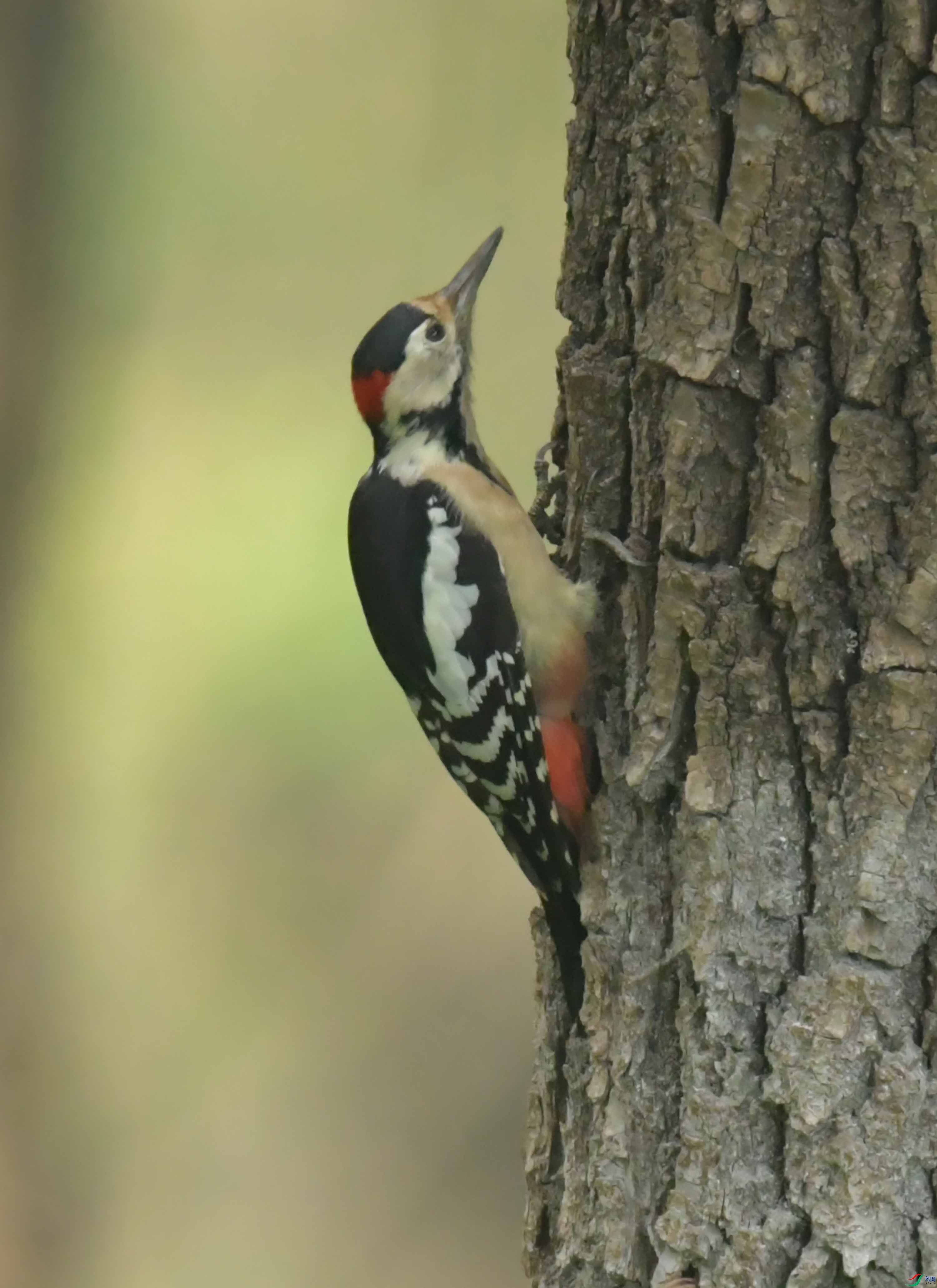 DSC_6469.JPG