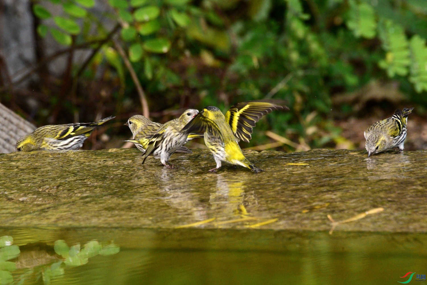 DSC_6235.JPG