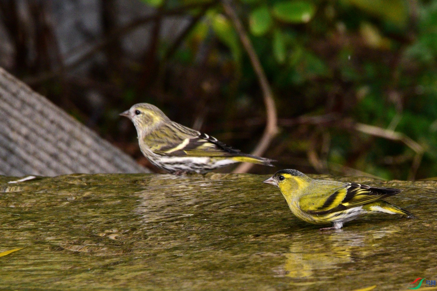DSC_6244.JPG
