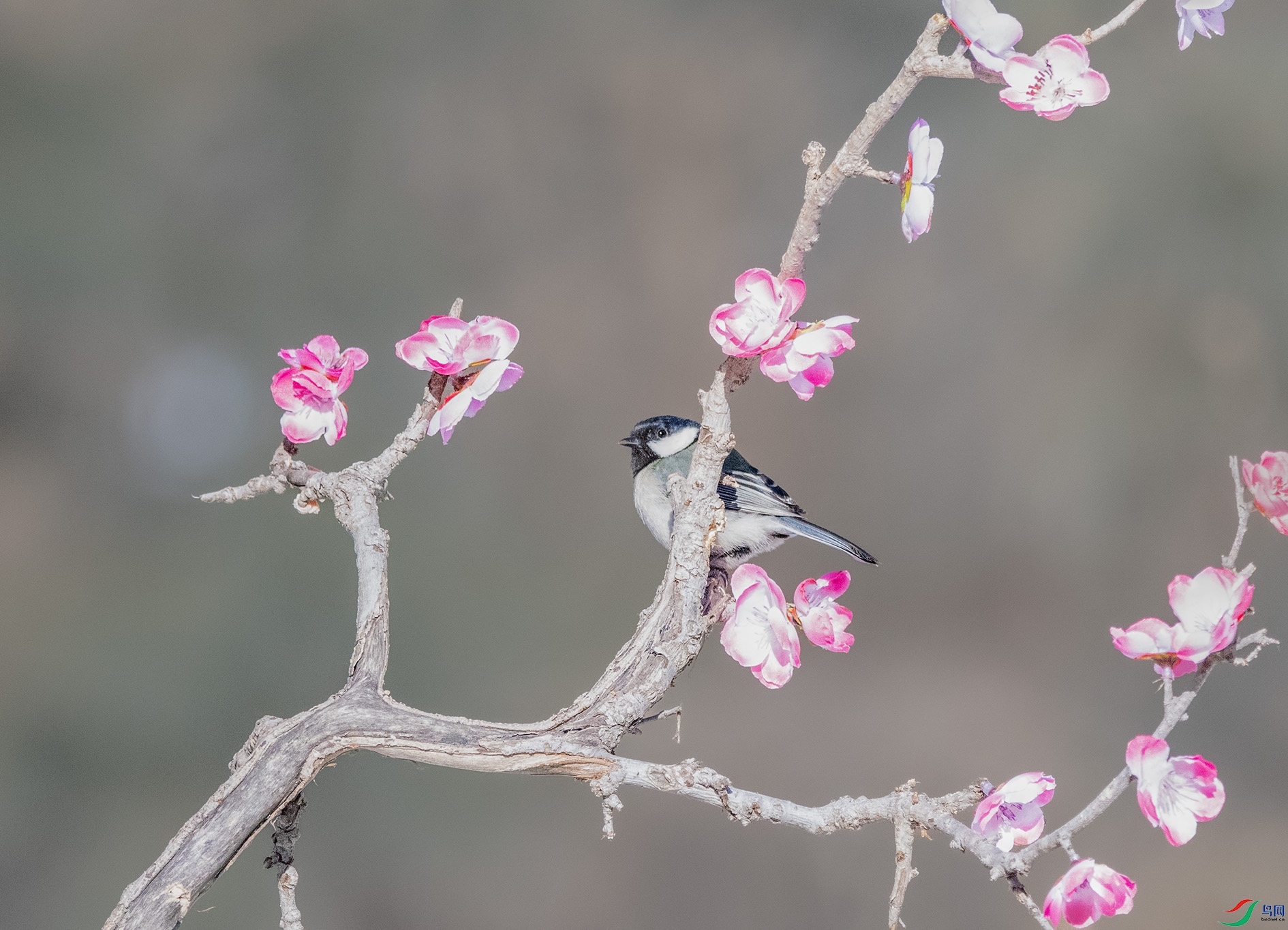 DSC_8448 ����.jpg