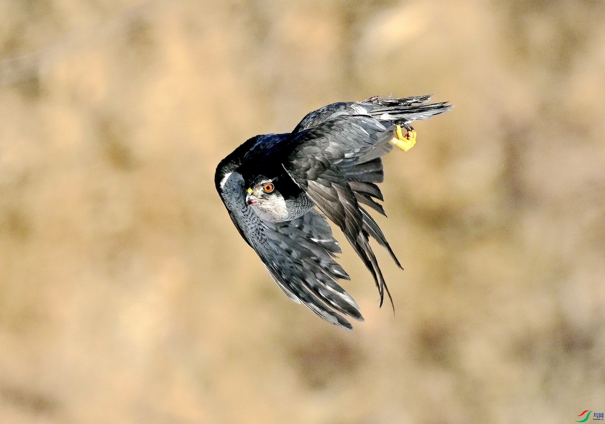 ����˼�ǹ�