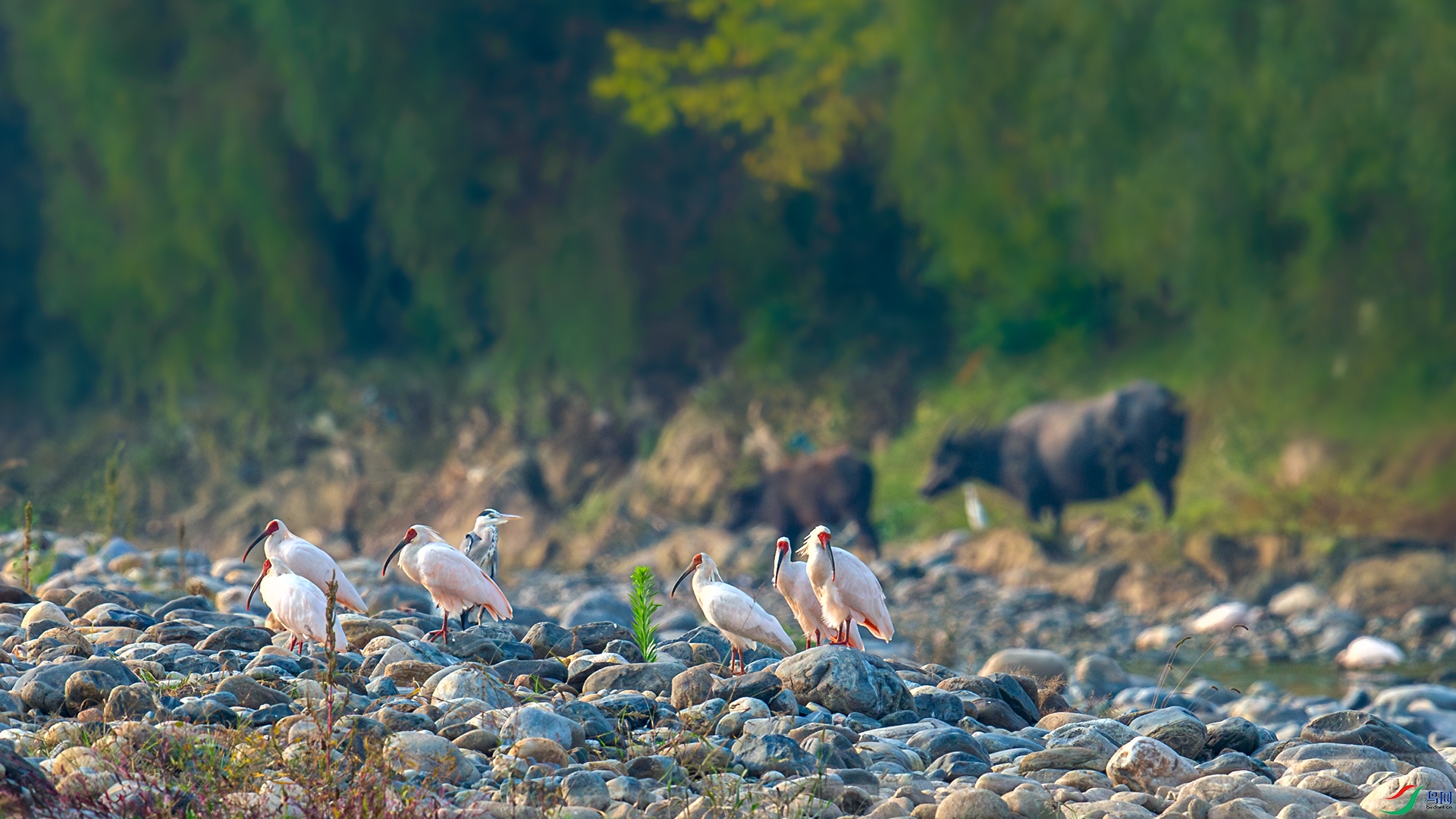 ����С��