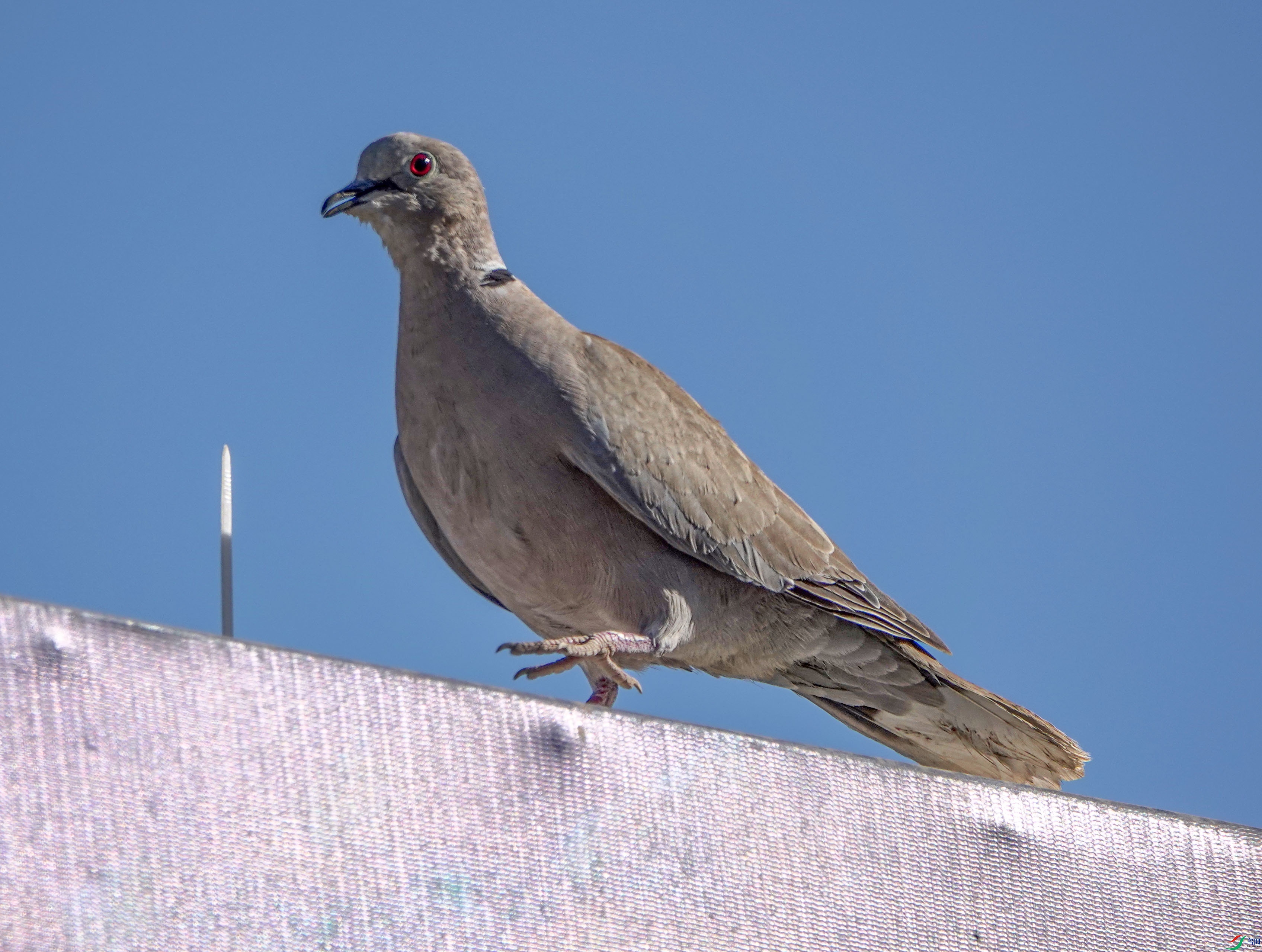 DSC04322.JPG
