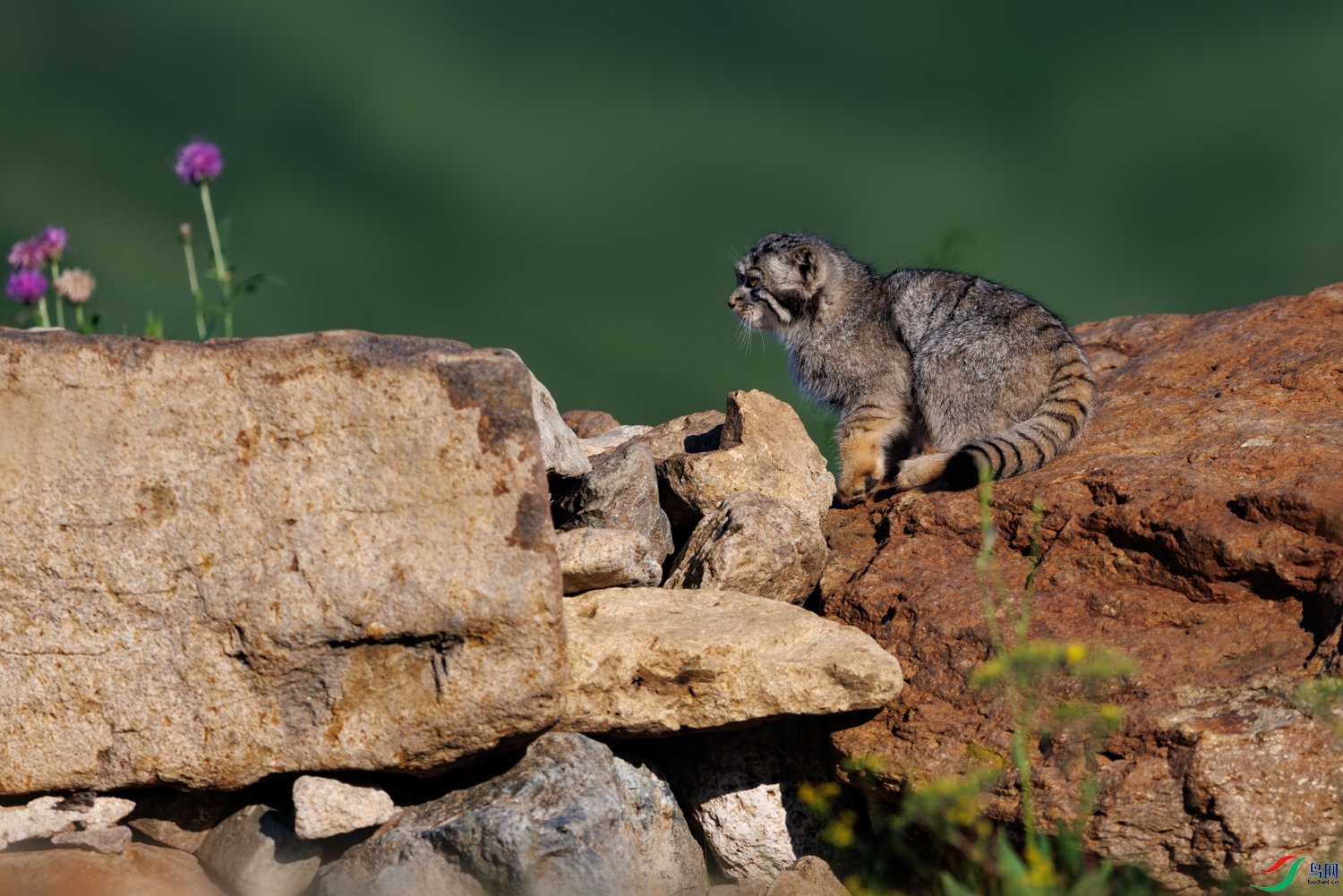 3Z6A0516 ����.jpg