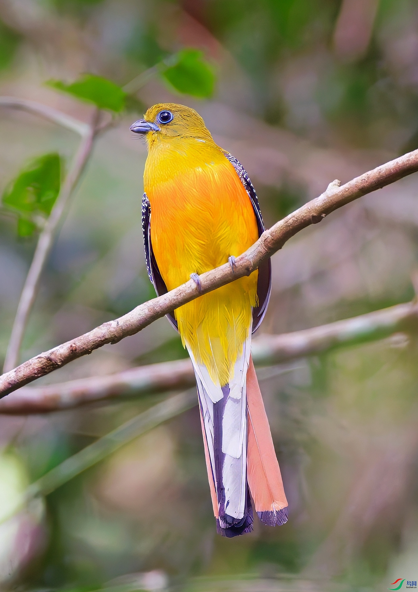 ����ҧ��