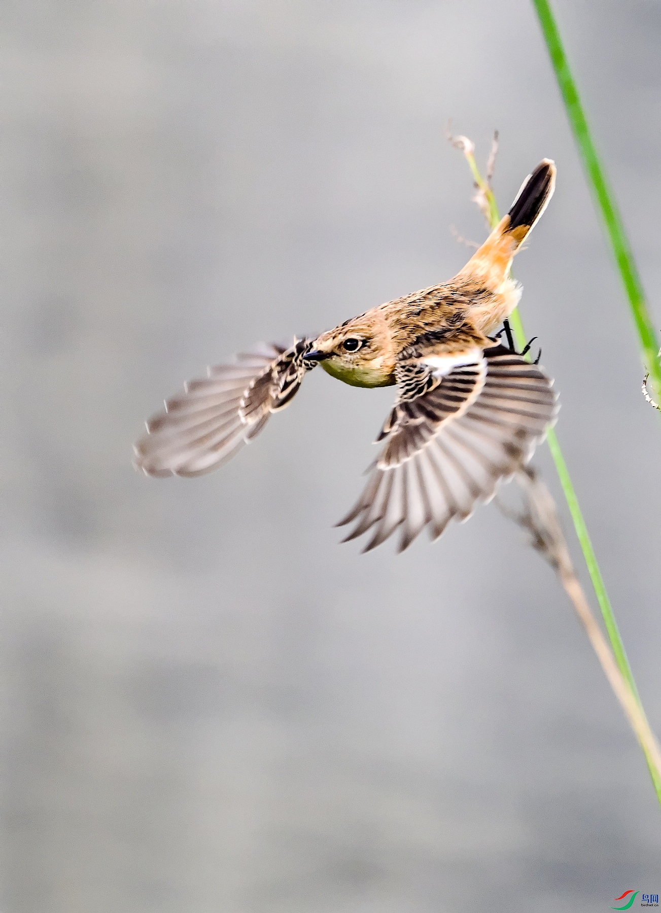 DSC_3496---_conew1.jpg