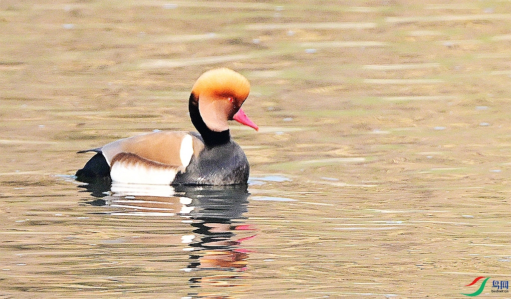 DSC_1055.JPG