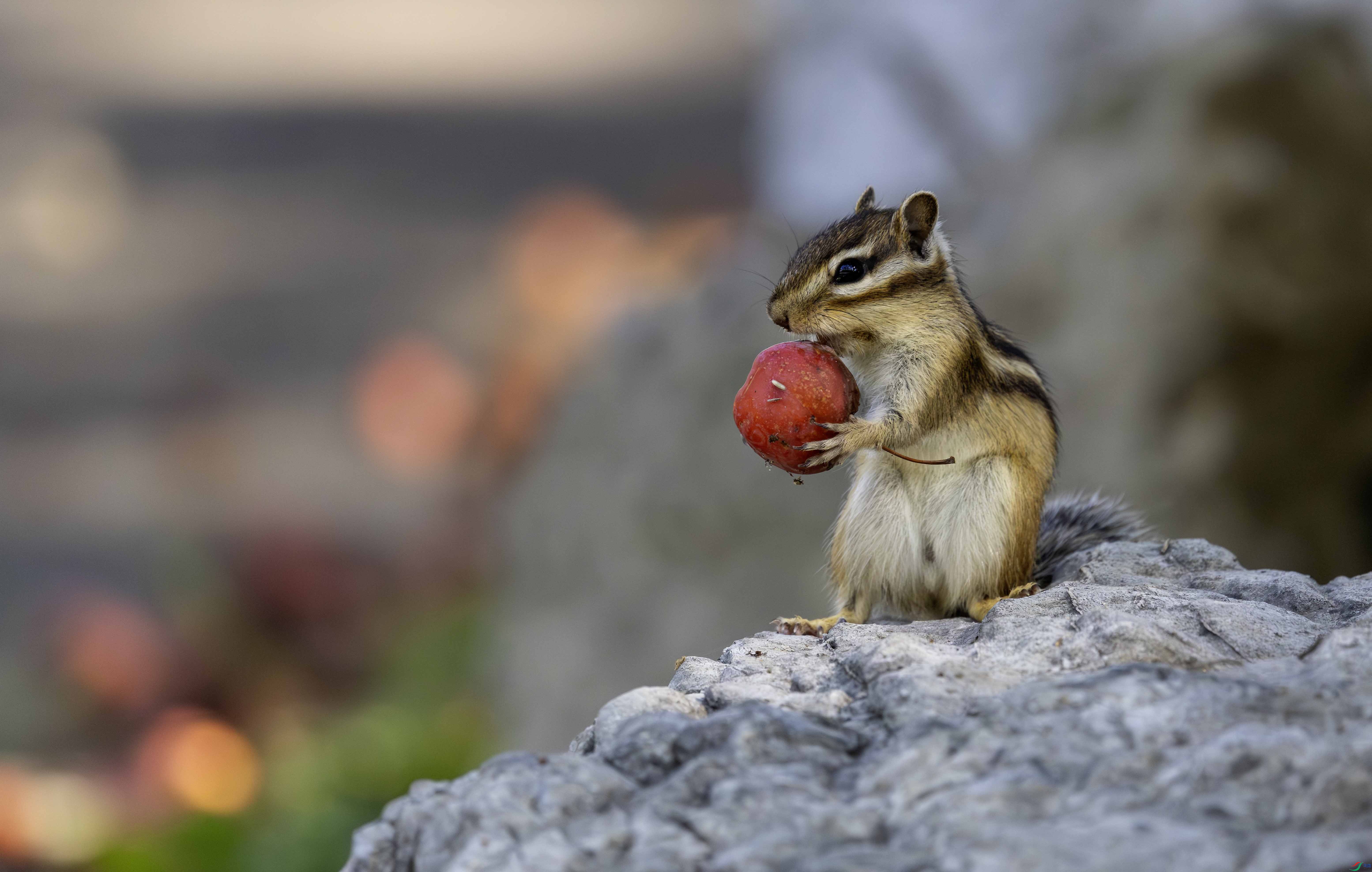 5N2A6630-1 ����.jpg