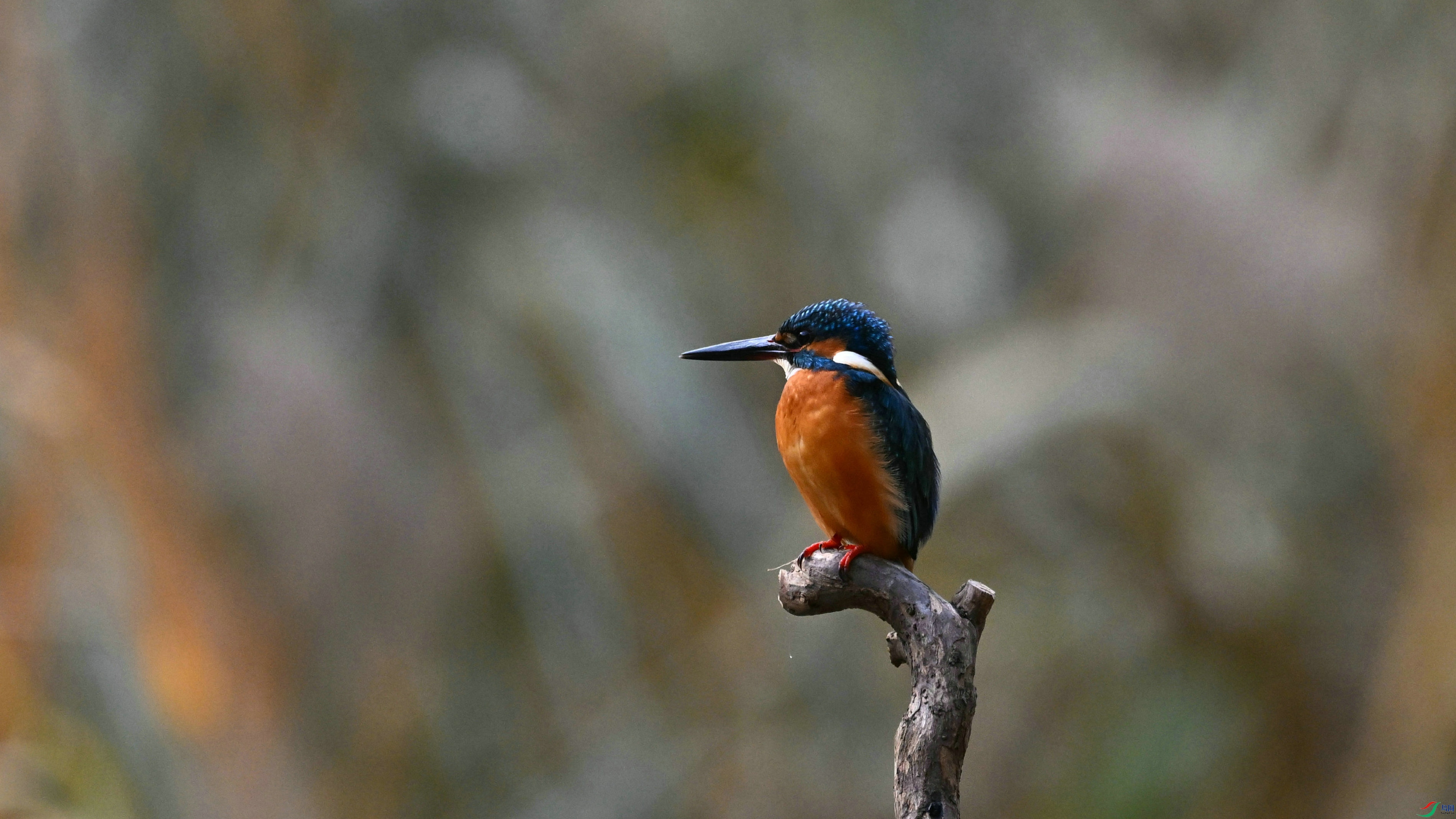 DSC_7583.JPG