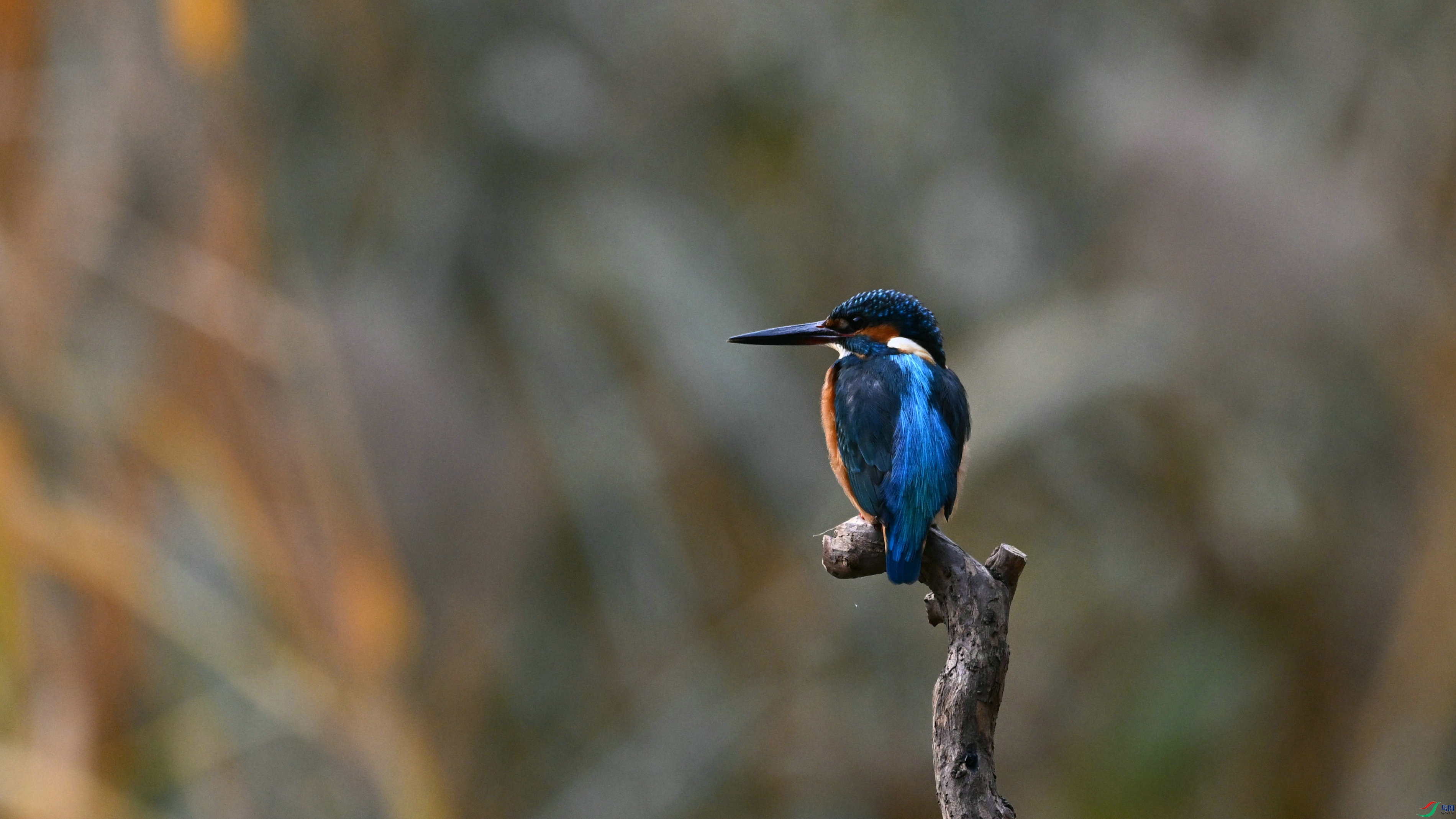DSC_7568.JPG