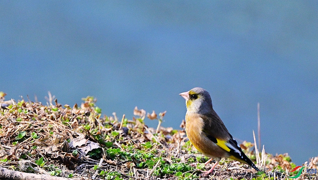 DSC_2936.JPG
