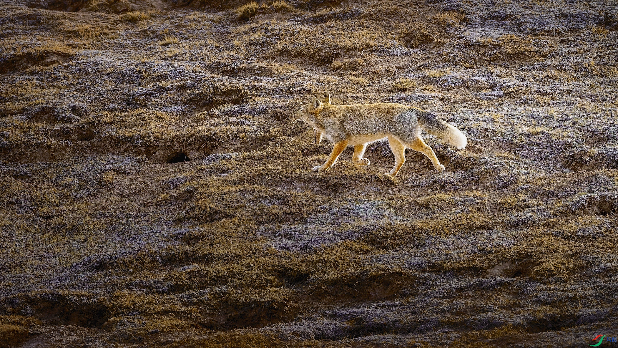 �����Ƿ�Ĳغ���