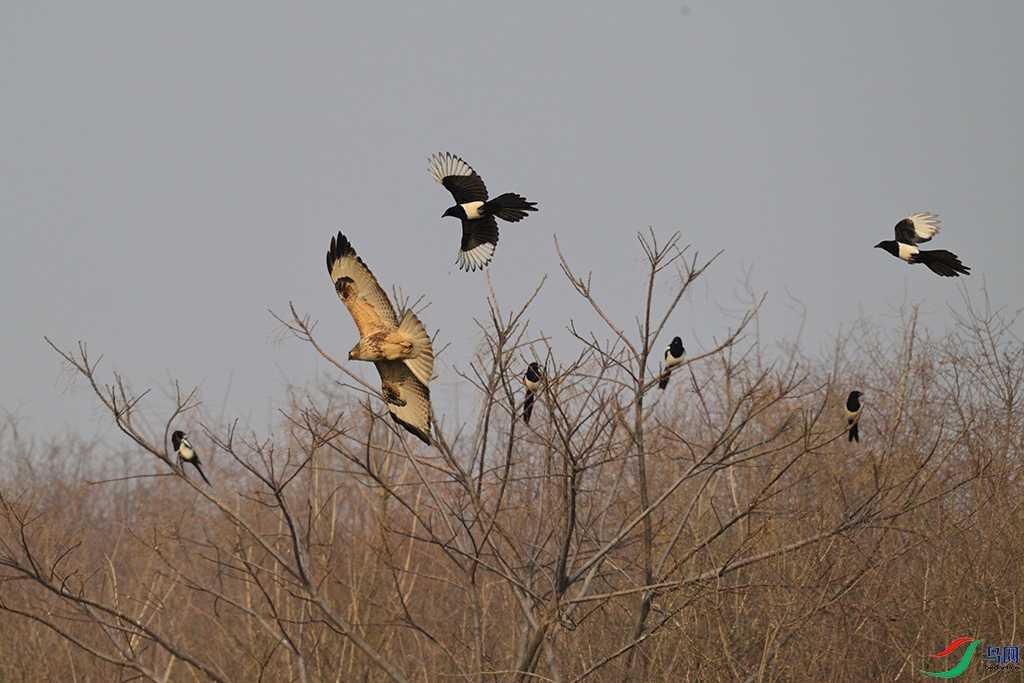 DSC_7763s.jpg