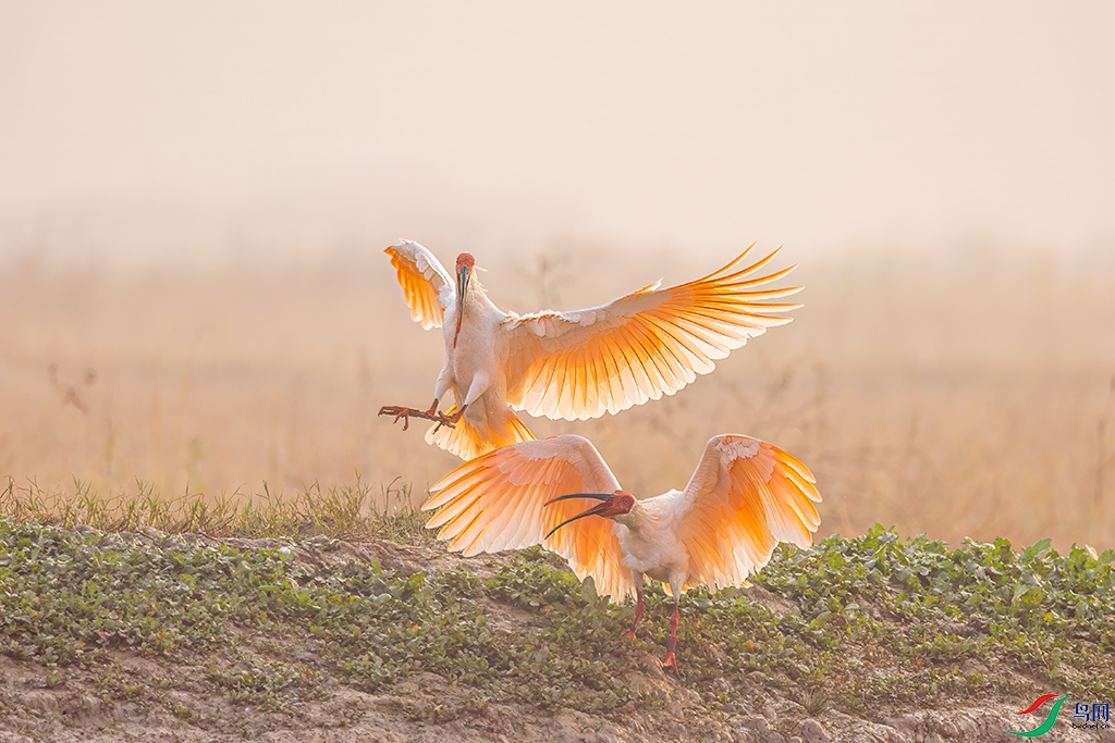 hnxyR221108 (5146).jpg