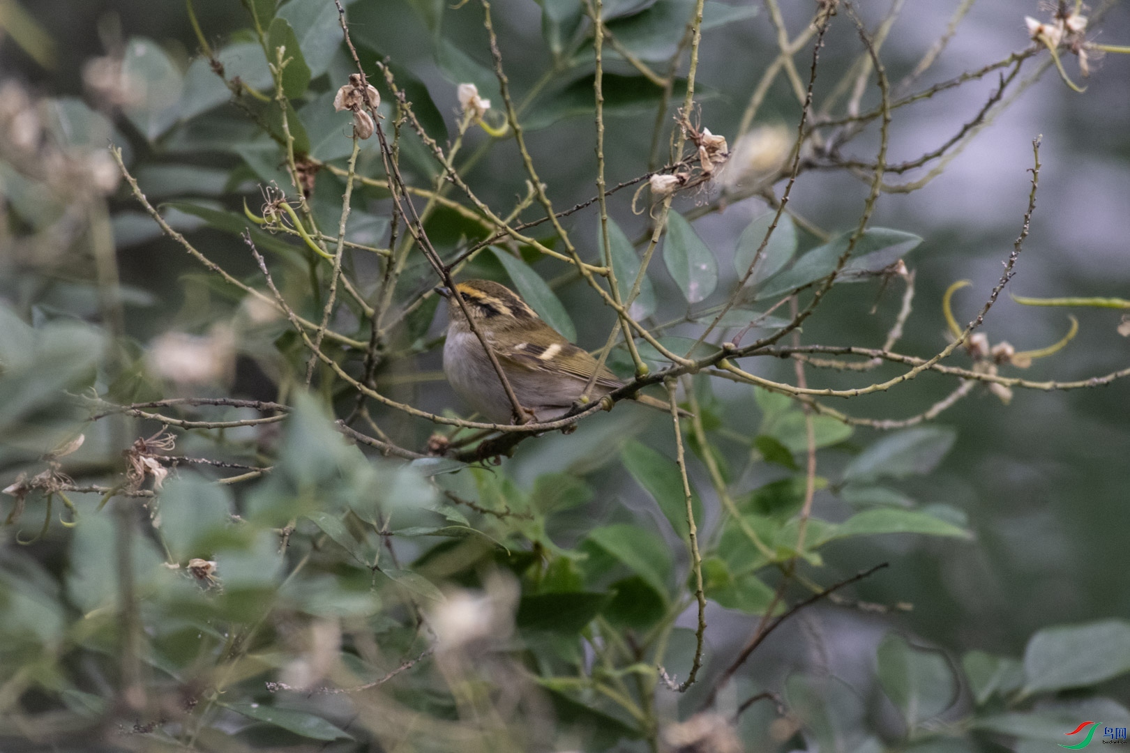 DSC_7193.jpg