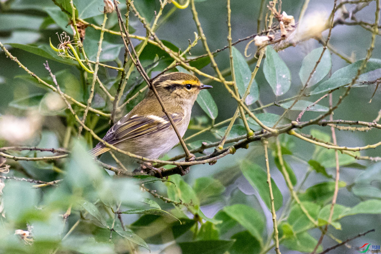 DSC_7206.jpg