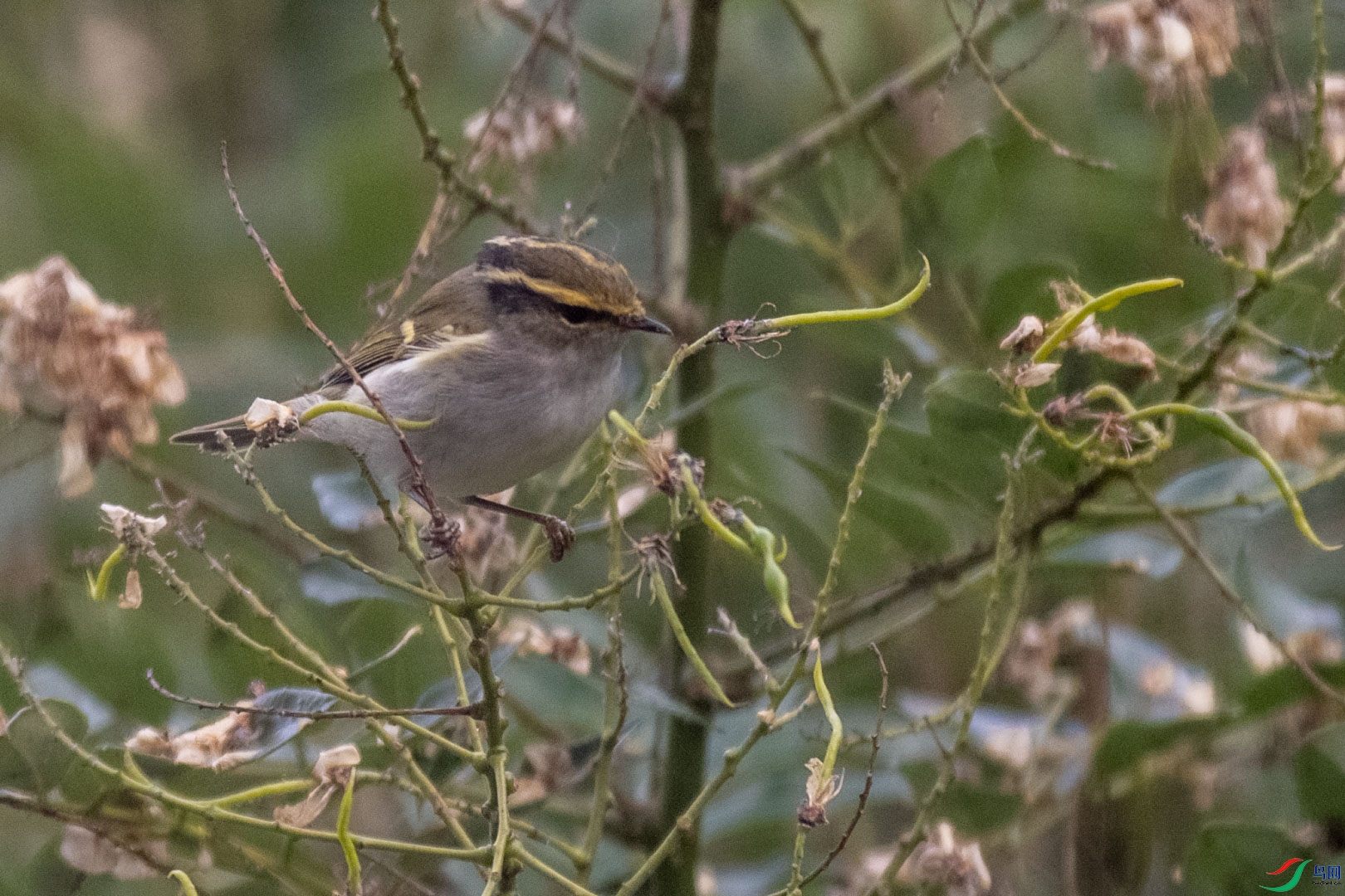 DSC_7389.jpg