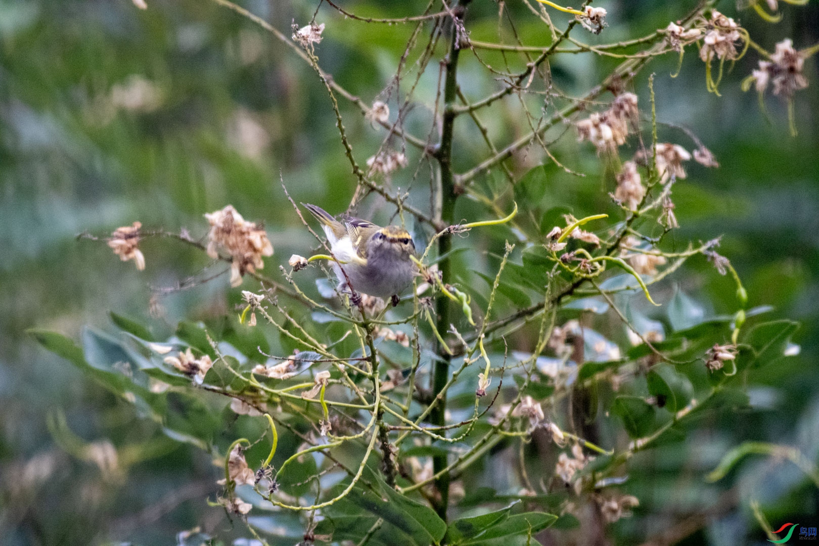 DSC_7382.jpg