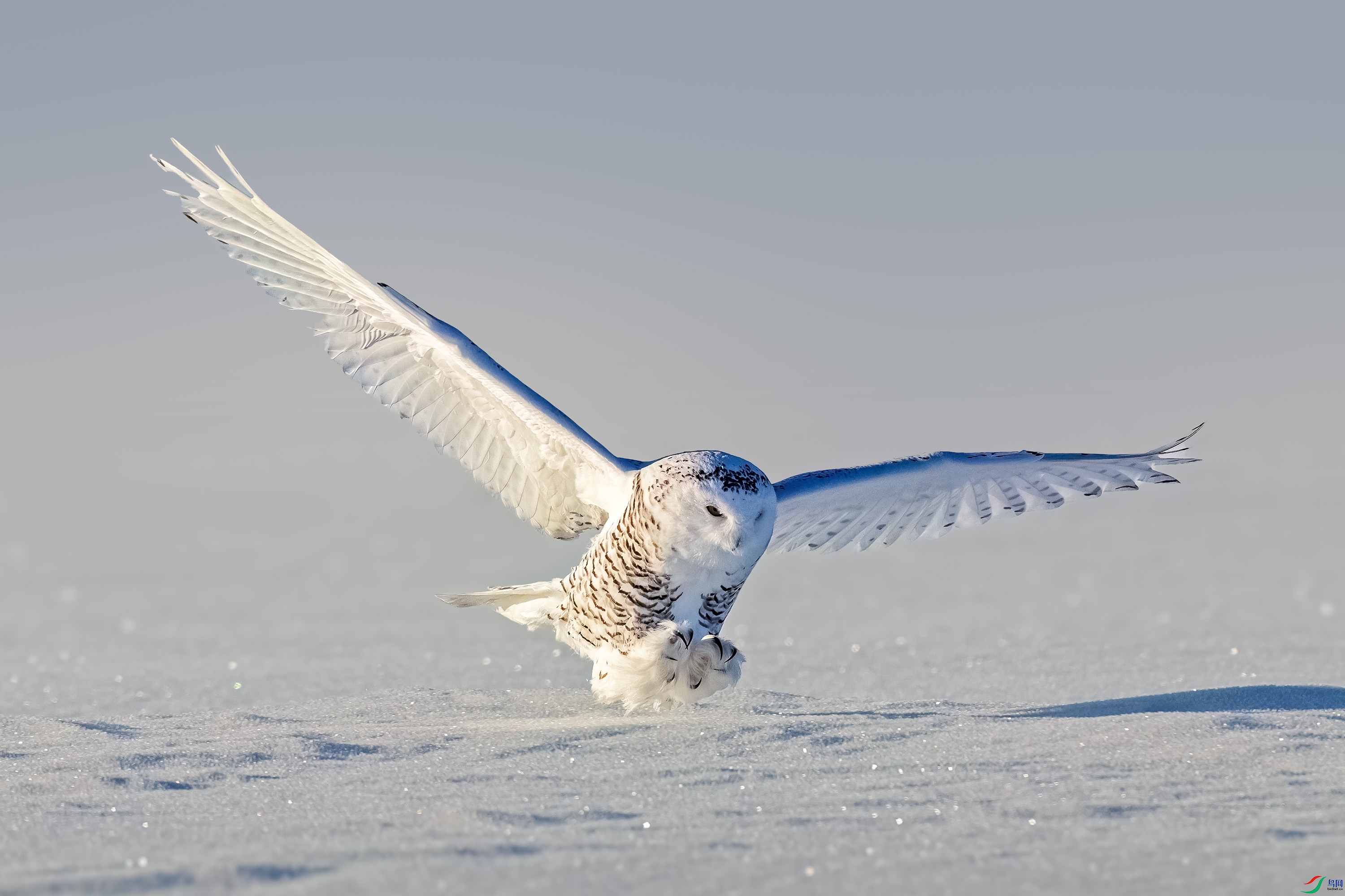 DSC_3461.jpg