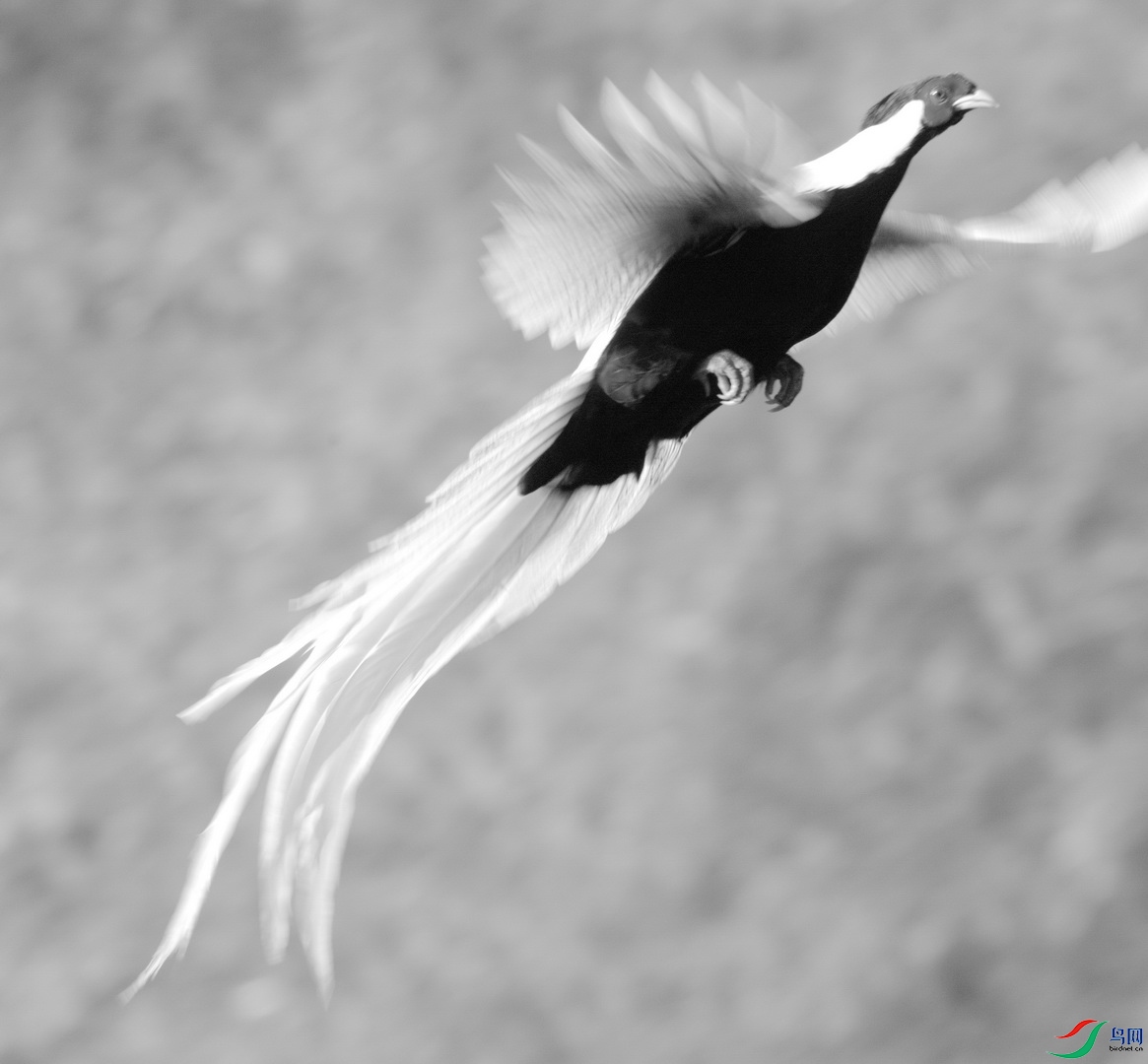 _DSC1285zv_������С.jpg