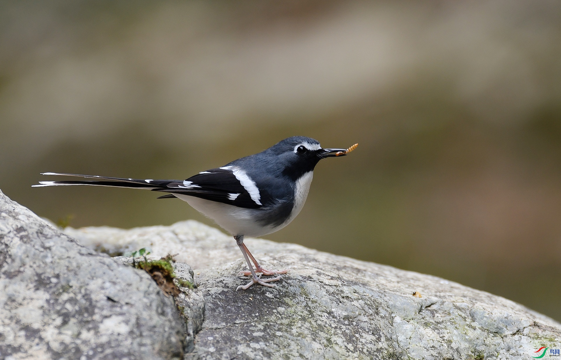 DSC_0454.jpg