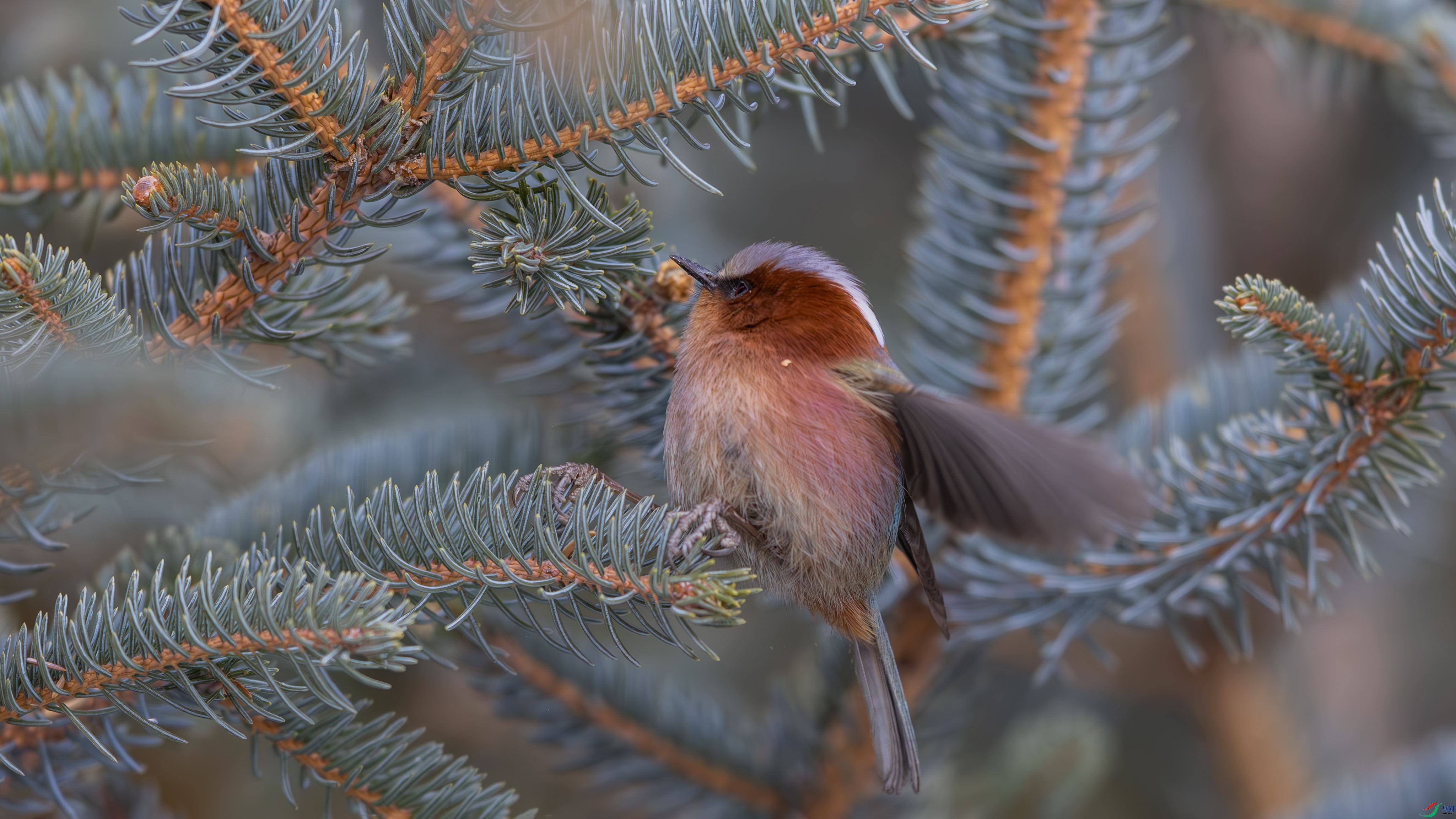 0O7A2583-����ǿ-NR ����.jpg