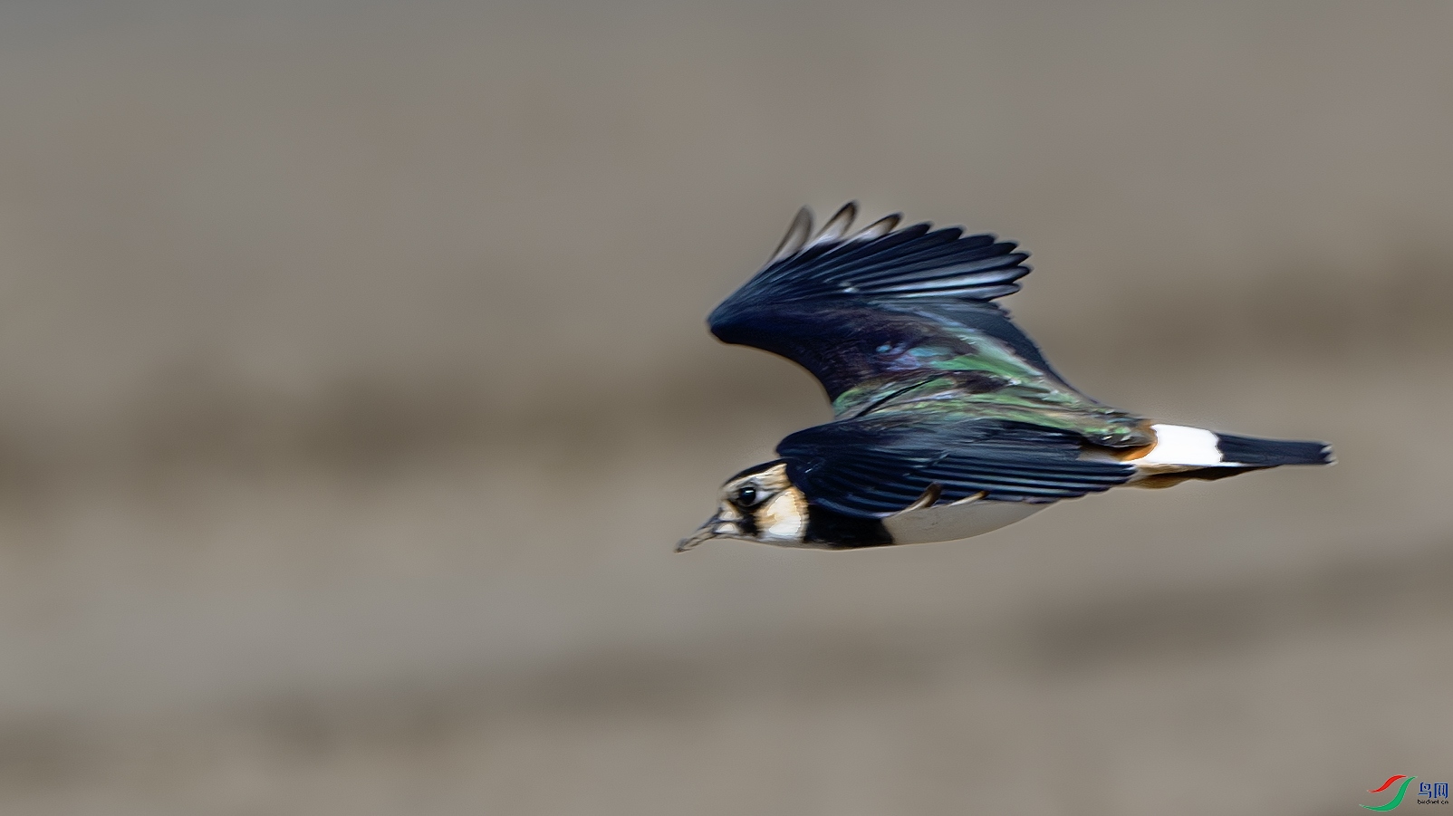 DSC_7814-����ǿ-NR ����.jpg