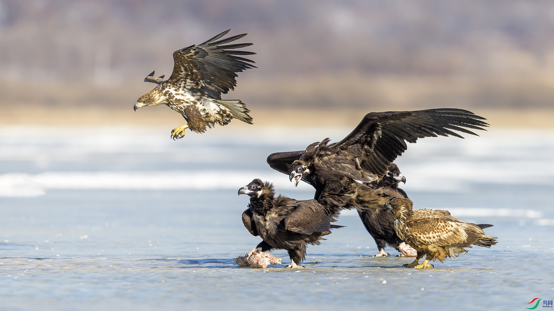 051A2397 ����n.jpg