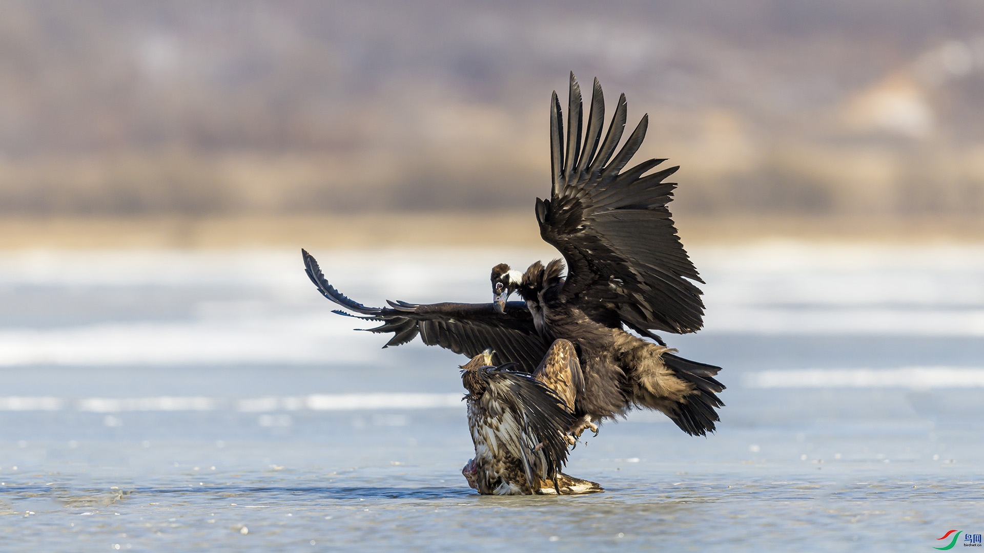 051A2227 ����n.jpg